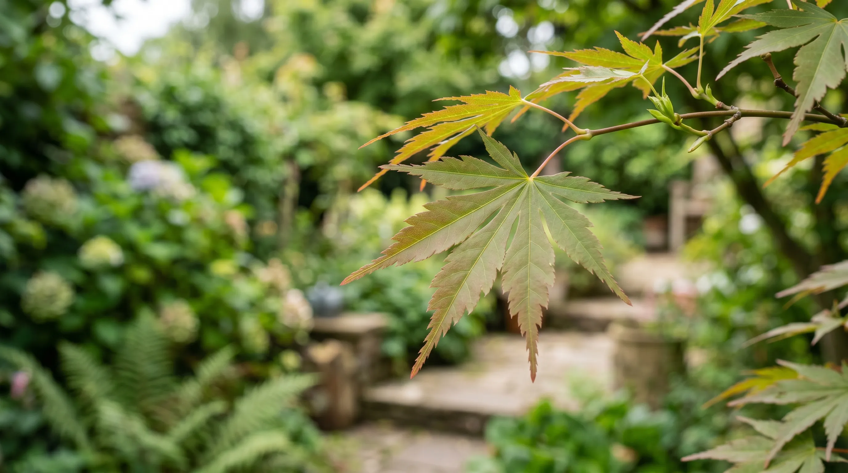 A close-up of a Japanese maple (Acer palmatum) leaf in a UK garden showing clean unblemished foliage, illustrating the variety choice that avoids tar spot entirely