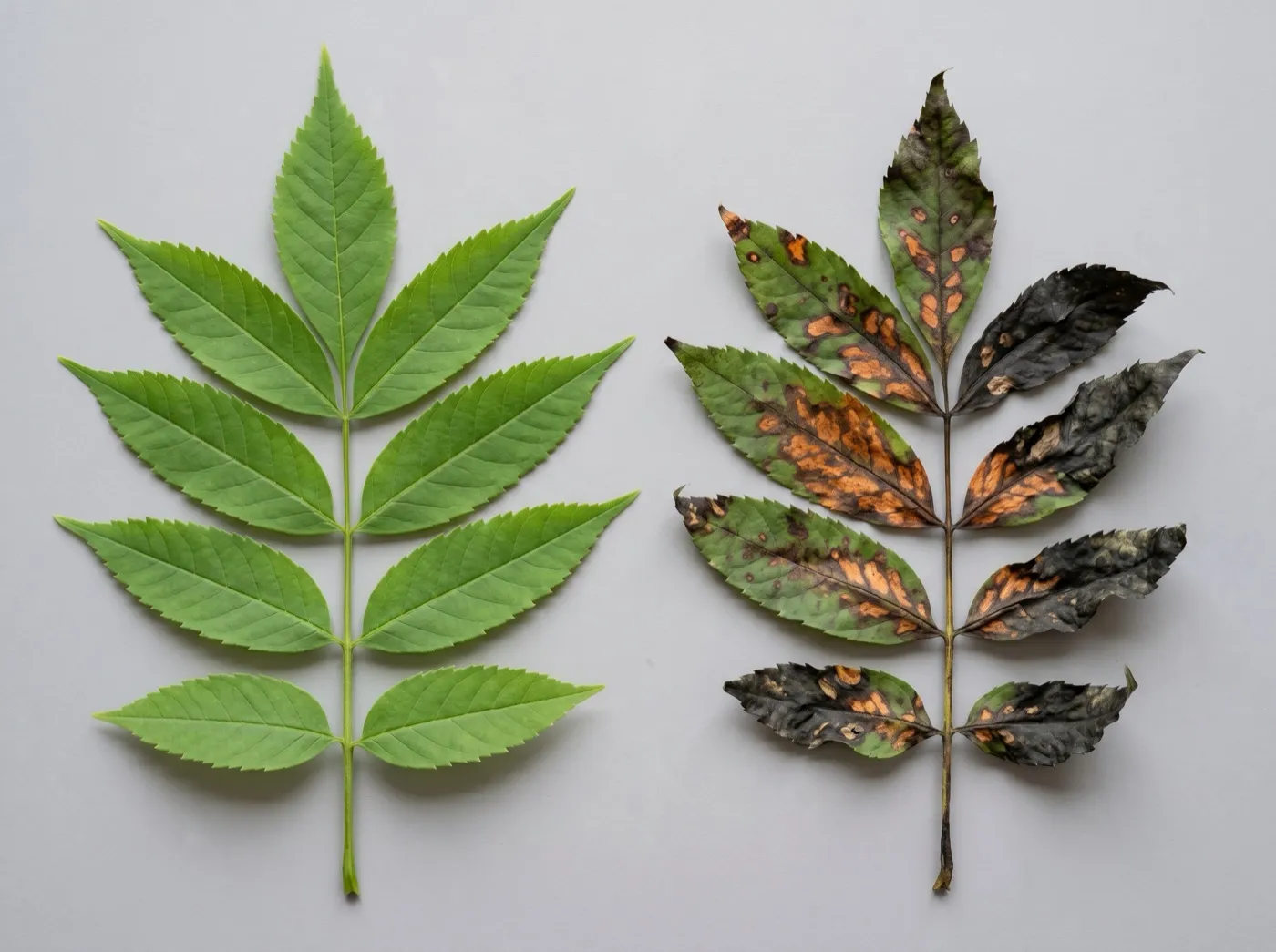 Diagnostic comparison of a healthy green ash leaf beside a diseased ash leaf with dark brown lesions and blackened wilting leaflets