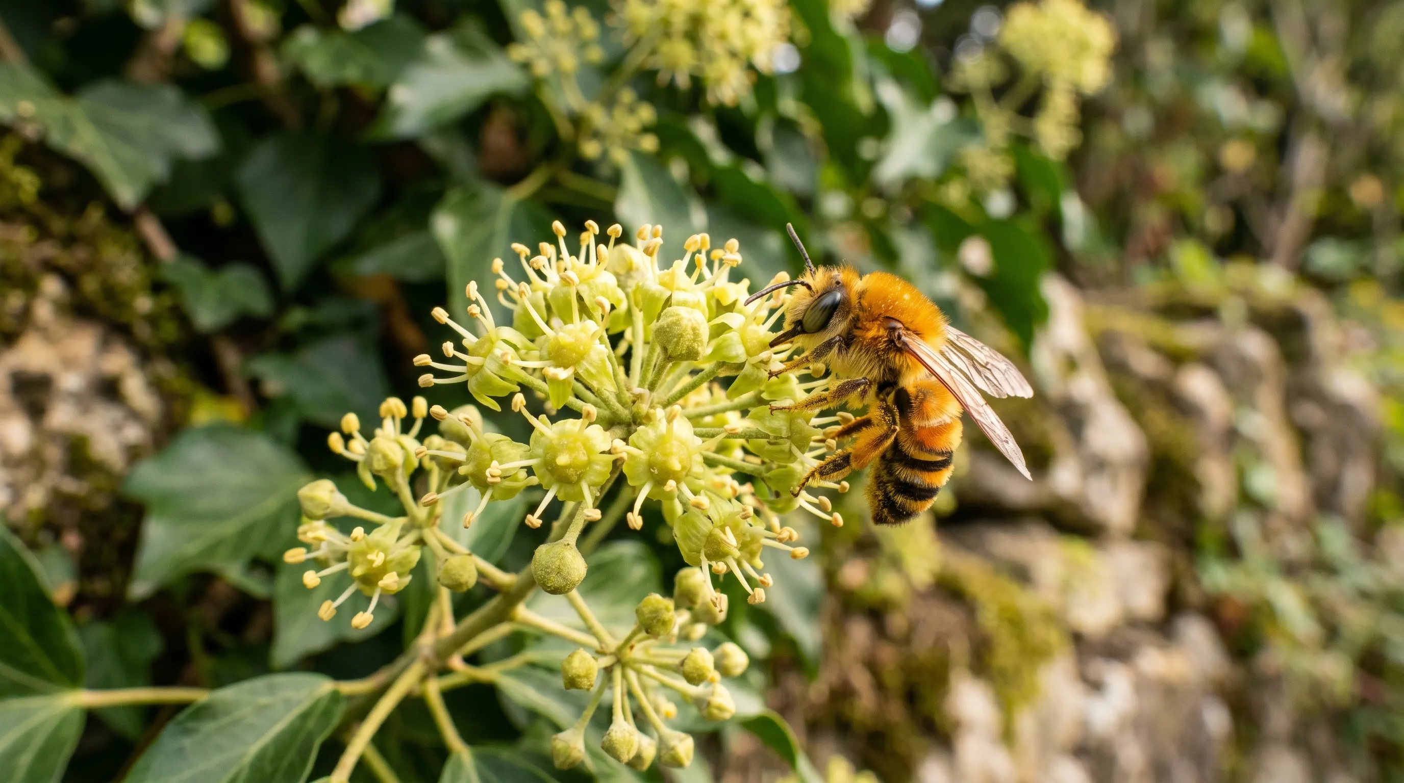 An ivy bee Colletes hederae feeding on a cluster of flowering ivy on a sunny UK garden wall in late September, a key autumn flowering plant for bees