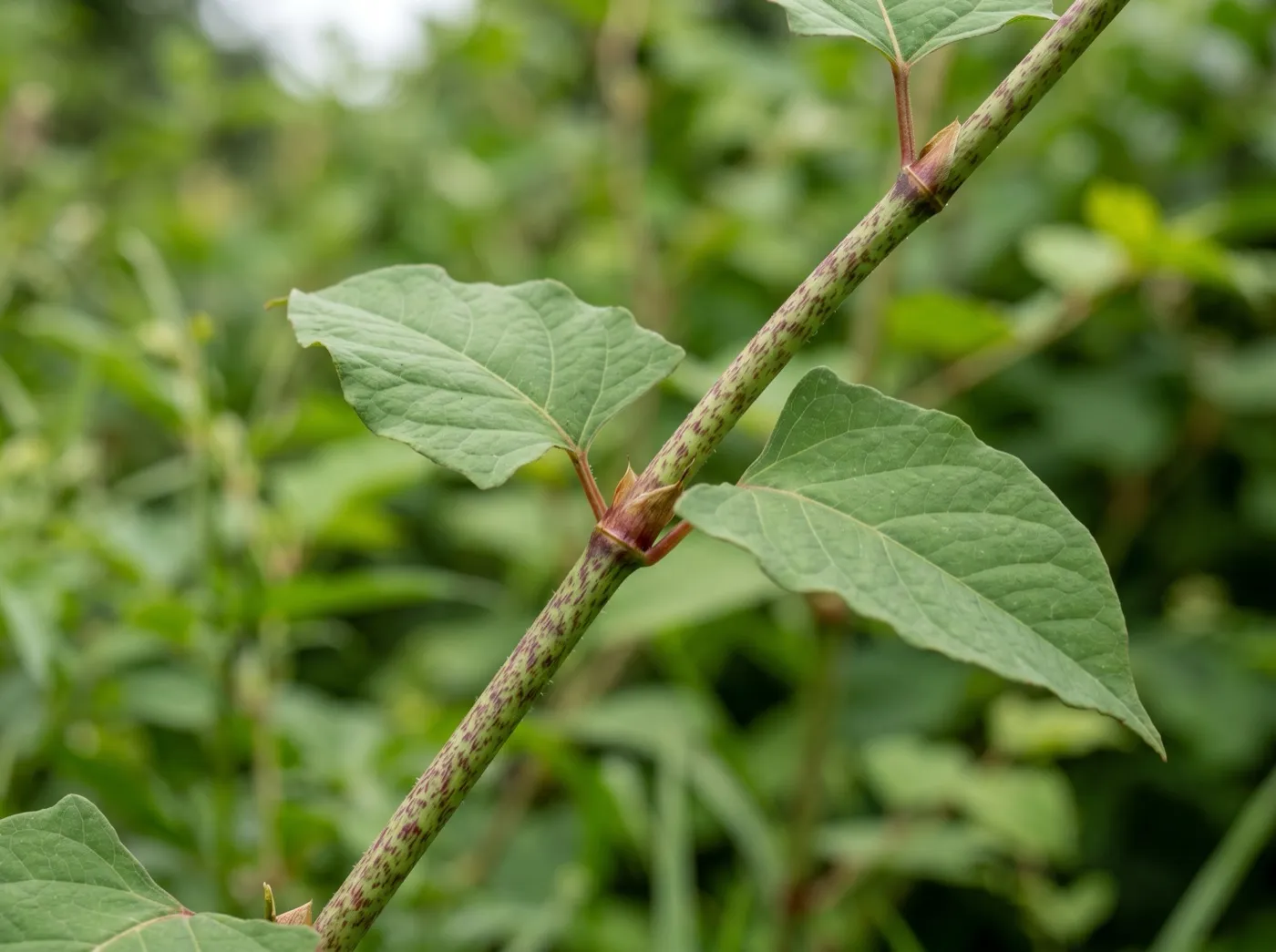 Stem of Japanese knotweed showing the distinctive zigzag growth and shield-shaped leaves, a key identification aid for banned plants in UK gardens