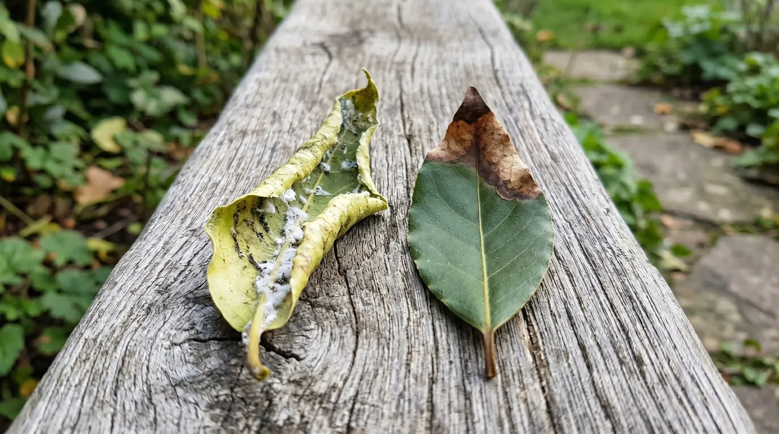 Side-by-side comparison of two bay leaves on a wooden bench: left leaf with a curled yellow margin and white fluff from bay sucker, right leaf browned flat at the tip from frost damage