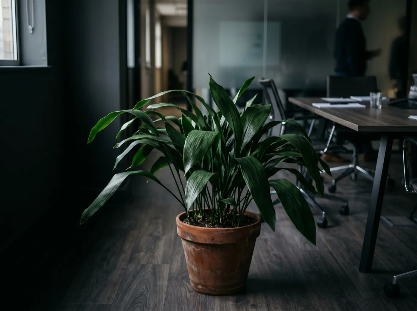 Aspidistra growing in a dim UK meeting room corner away from any window