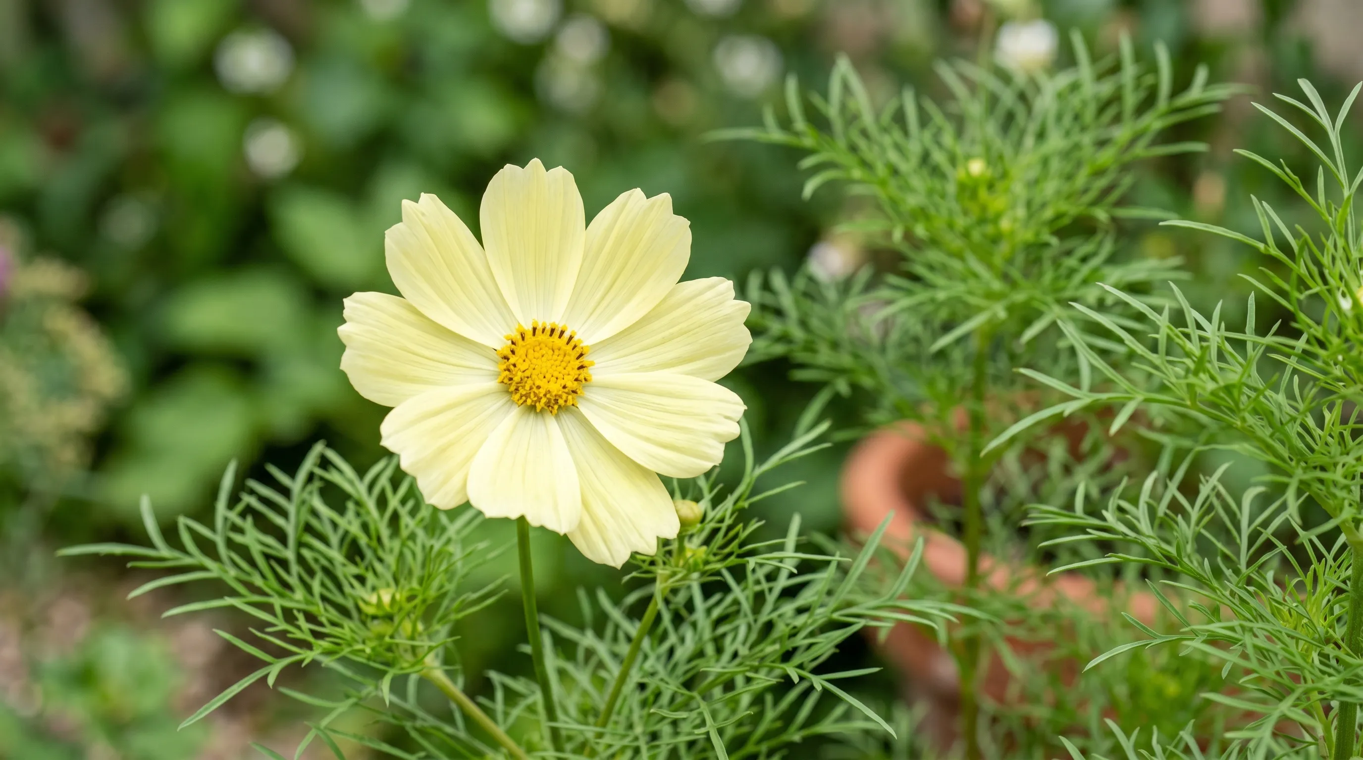A close-up of a single Cosmos Xanthos flower showing pale lemon-yellow petals with a bright yellow centre, beside the feathery green Cosmos foliage in a UK container garden