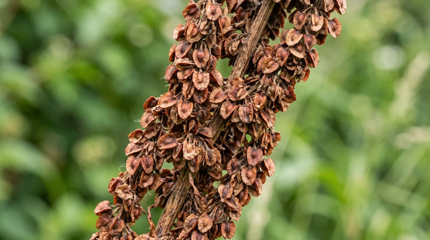 Close-up of a broad-leaved dock seed spike covered in dense rusty-brown seeds ready to shed