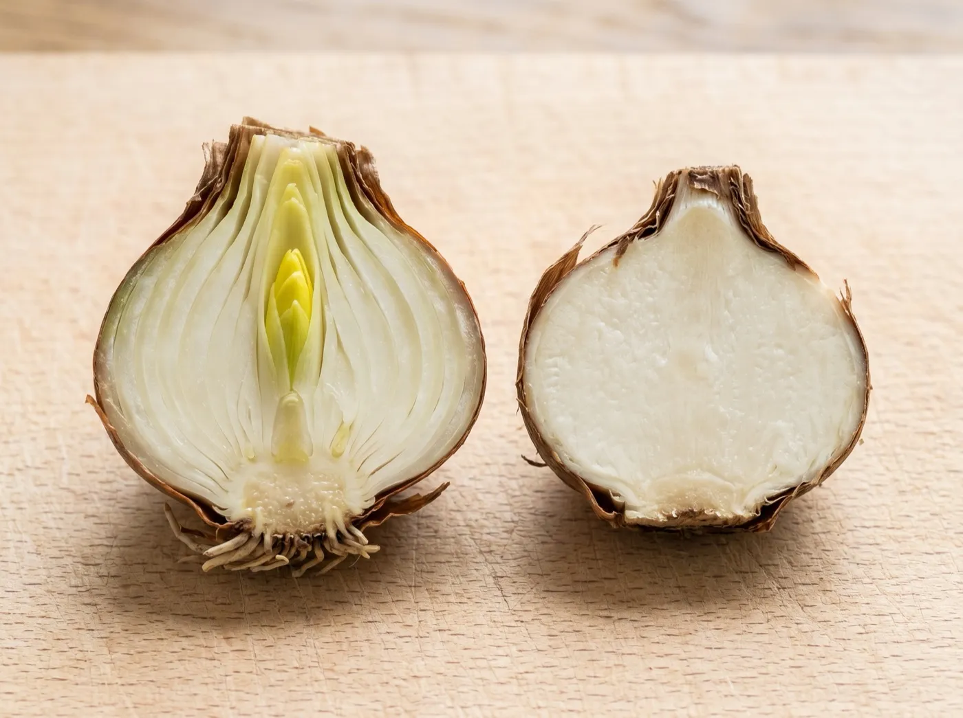 A crocus corm cut in half showing solid interior next to a daffodil bulb cut in half showing layered scales