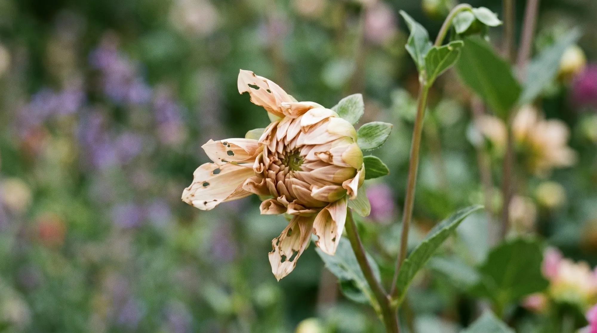 Distorted dahlia bloom showing capsid bug damage with notched petals failing to open in UK summer garden
