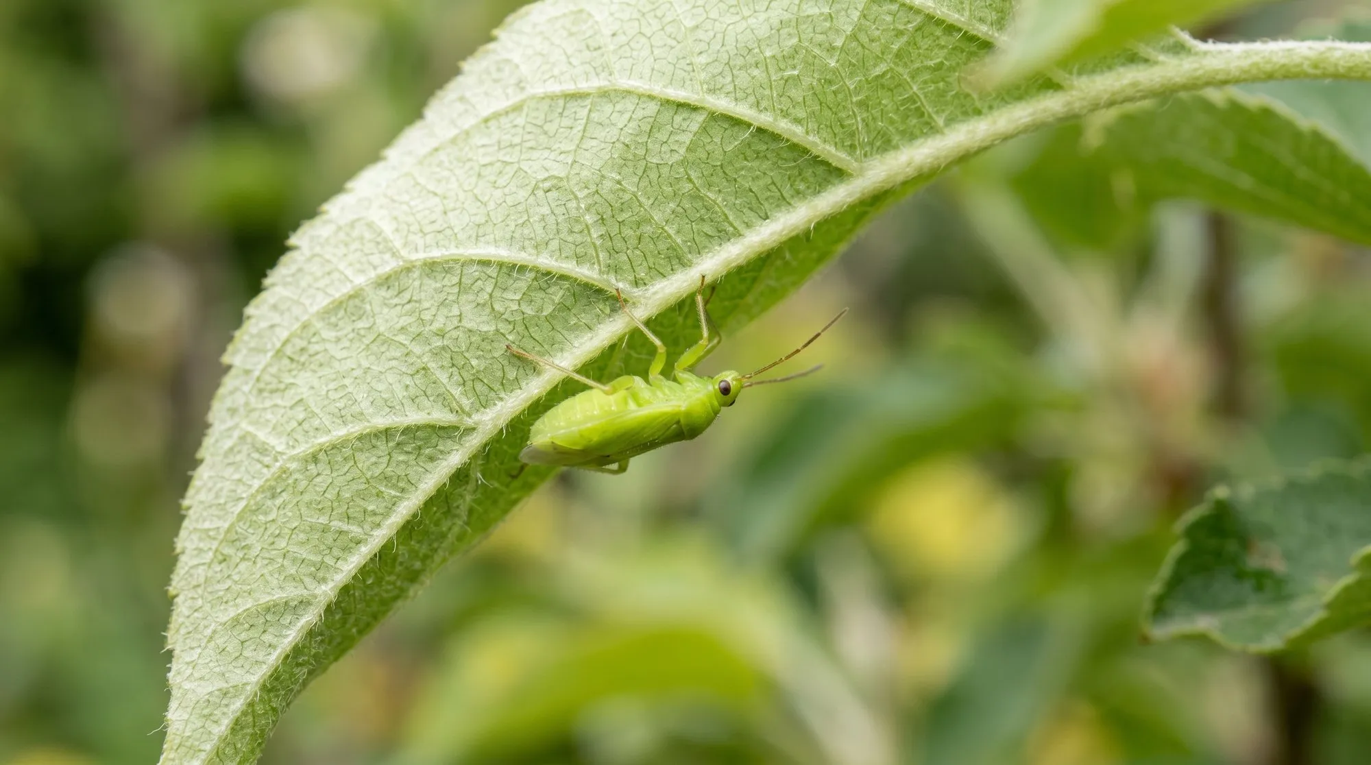 Macro photograph capsid bug nymph green wingless on apple leaf underside in UK garden
