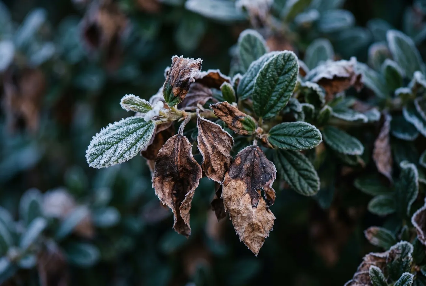 Close-up of evergreen ceanothus leaves browned and scorched from the edges inwards by frost and cold wind, with frost crystals visible