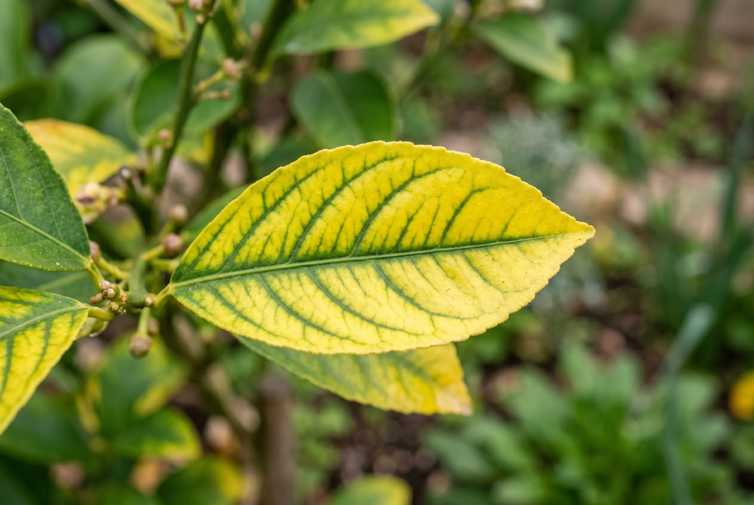 A close-up of a leaf showing iron chlorosis: bright yellow tissue with sharply contrasting dark green veins