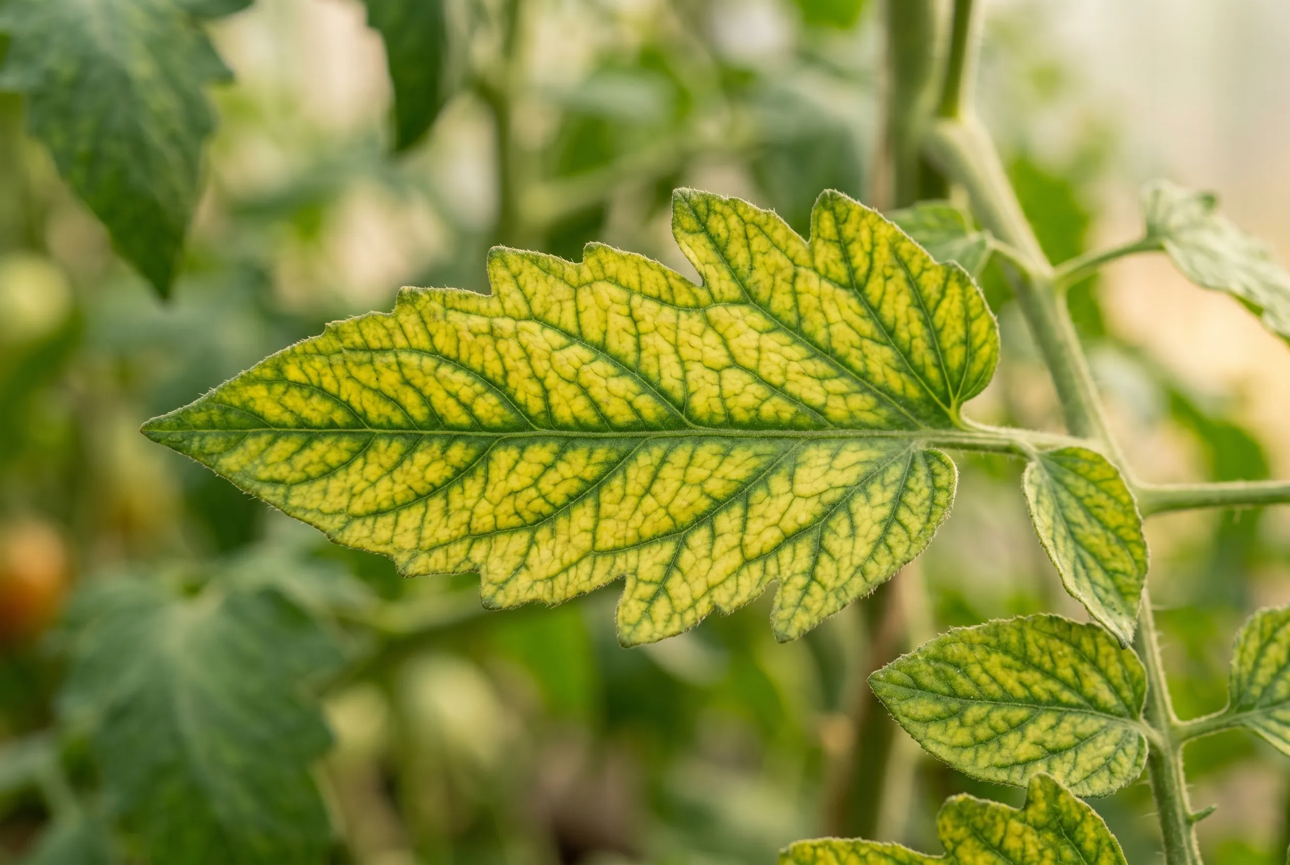 A close-up of an older tomato leaf showing magnesium deficiency: yellowing between the veins while the veins stay green