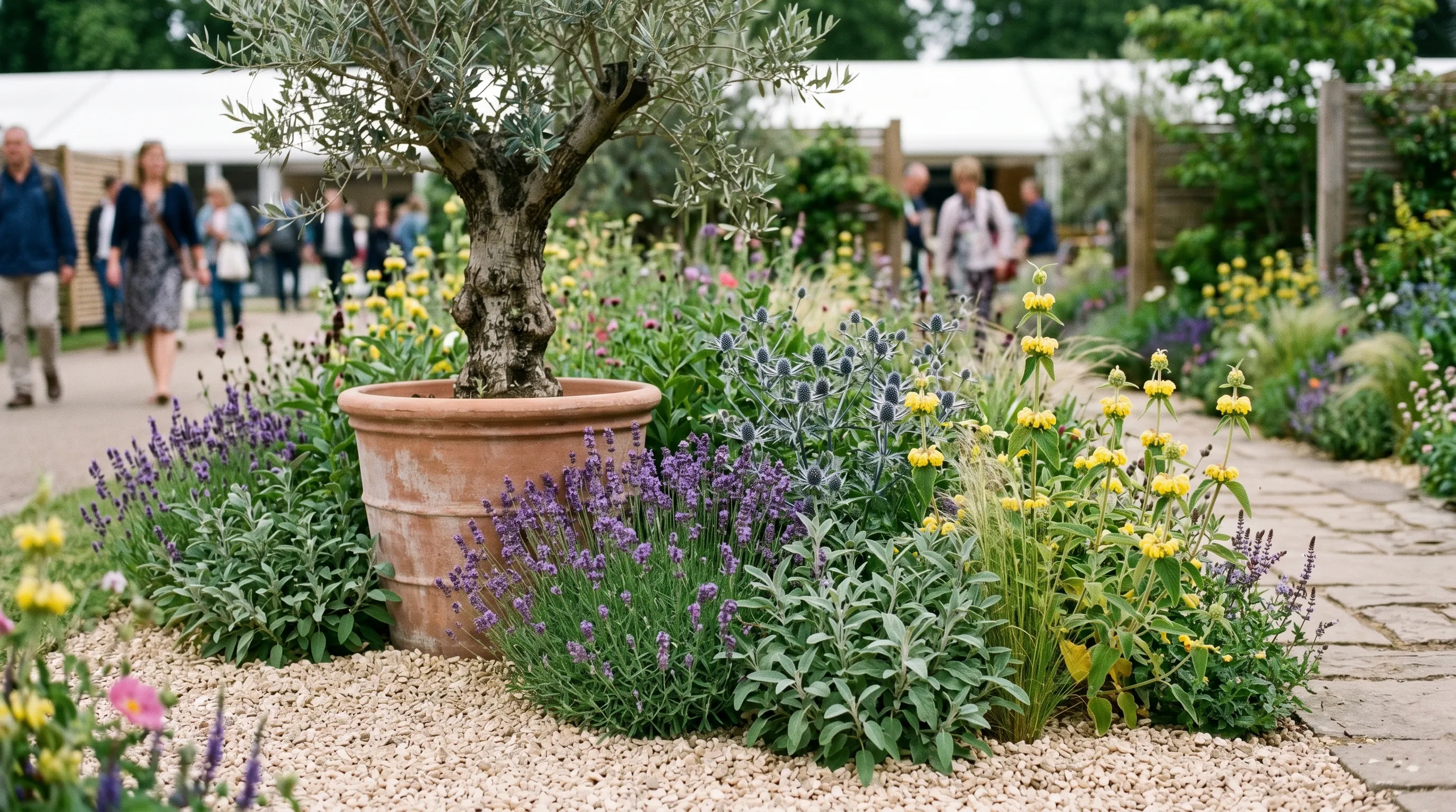 A UK Chelsea 2026 show garden showing a Mediterranean drought-tolerant border with lavender, sage, Eryngium, Phlomis and an olive tree in a terracotta container, all mulched with pale gravel