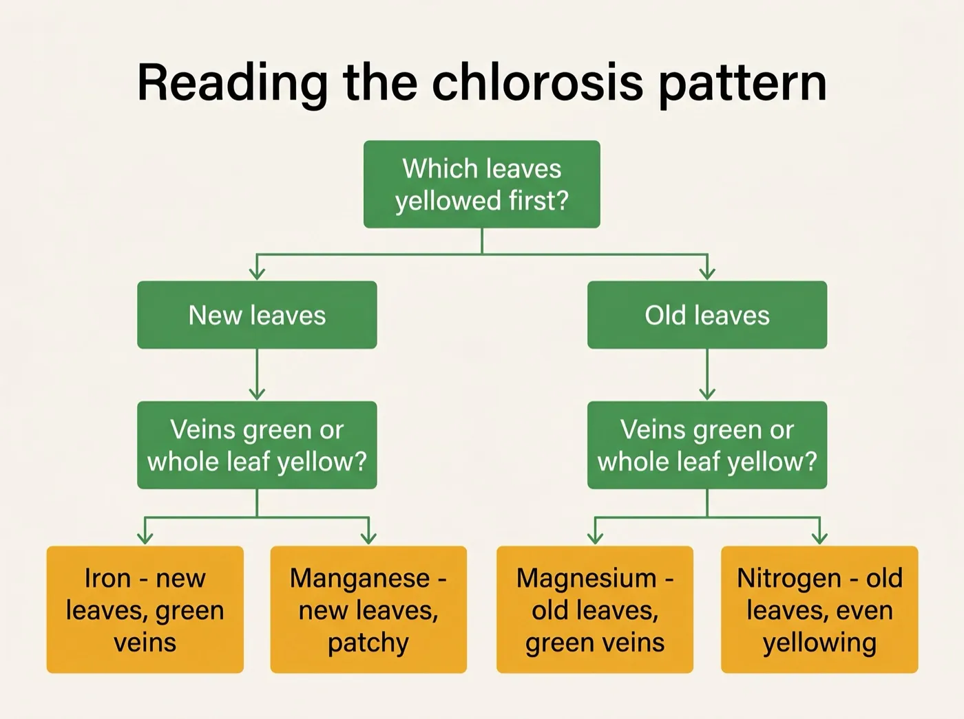 Decision guide diagram showing leaf age and vein colour branching to iron, magnesium and nitrogen causes of chlorosis