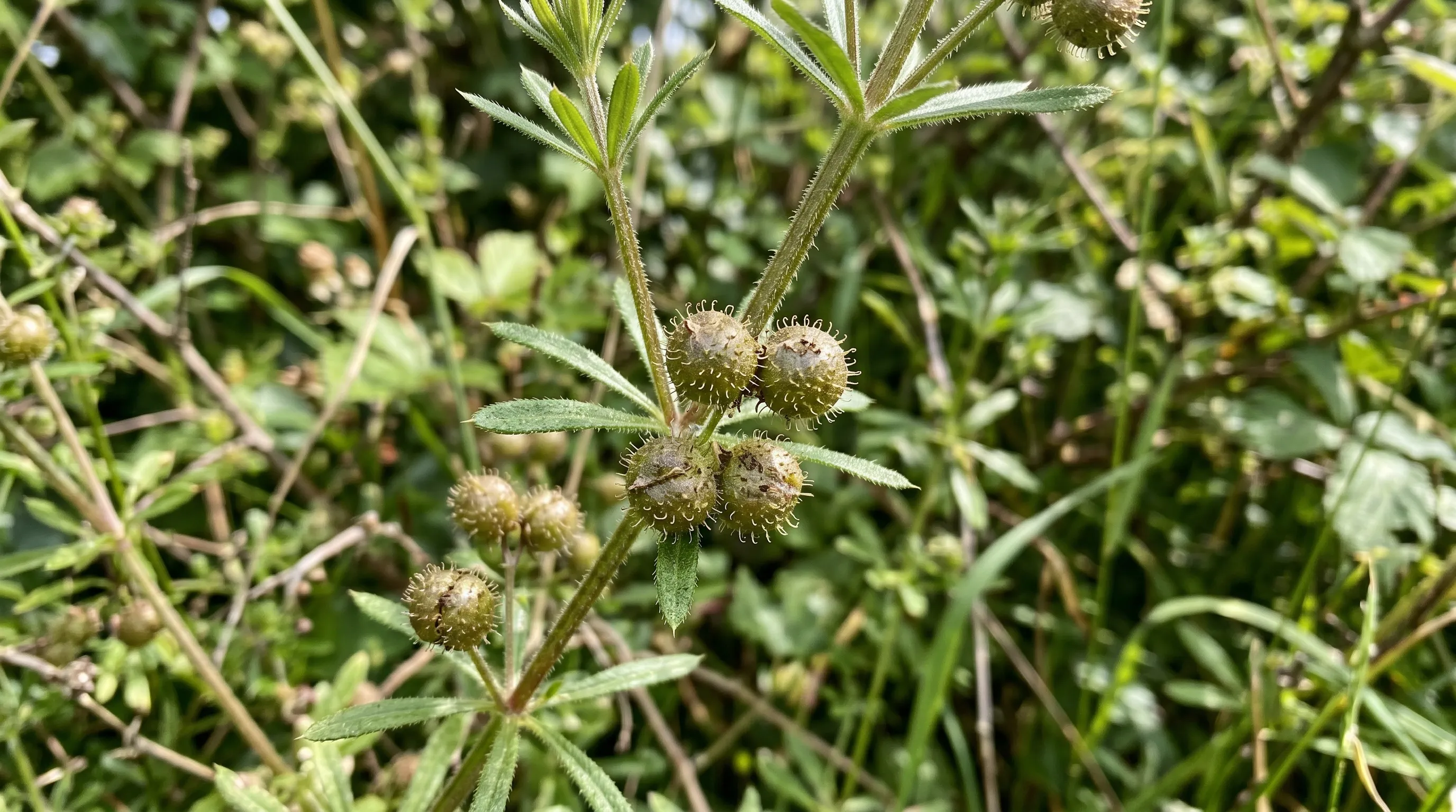 A close-up of cleavers seed pods in late May in a UK hedge, showing the small round sticky pods clustered in pairs, with the backward-pointing hooks clearly visible at high magnification