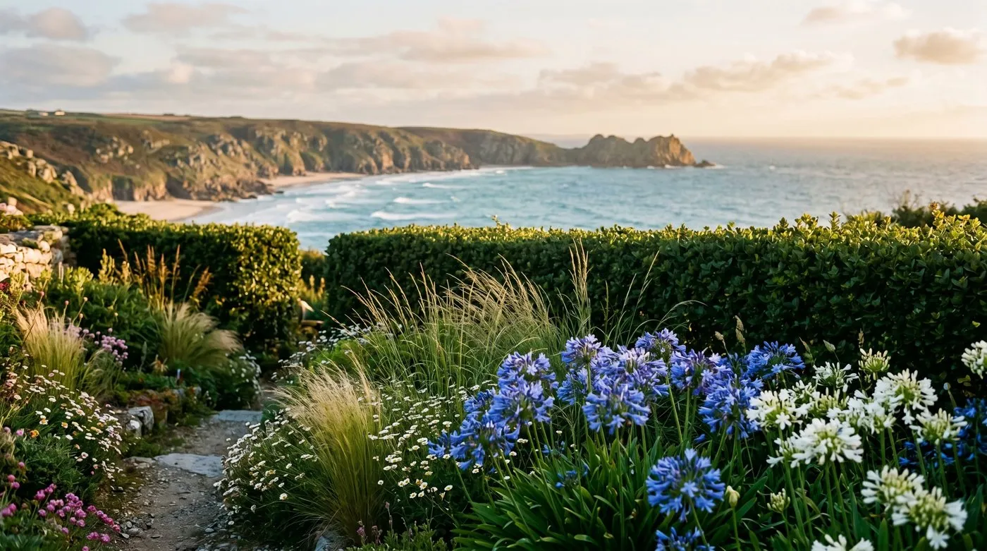 A sheltered coastal garden on the Cornish coast with layered grasses and agapanthus, a clipped escallonia hedge and the bay beyond