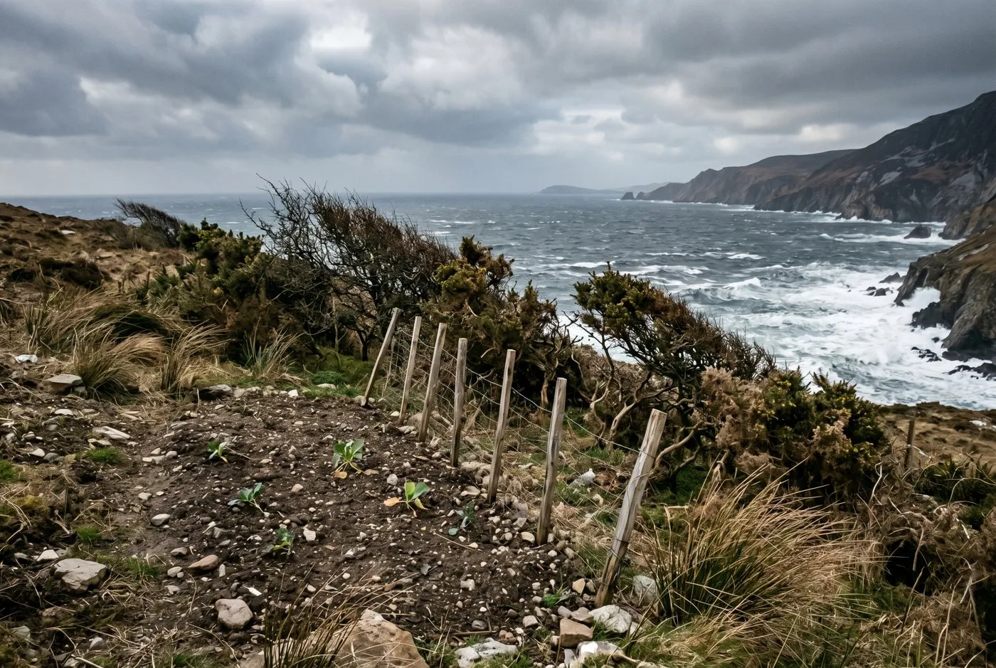 A windswept exposed coastal plot before shelter with salt-burnt shrubs leaning hard inland and grey sea behind on the Irish Atlantic coast