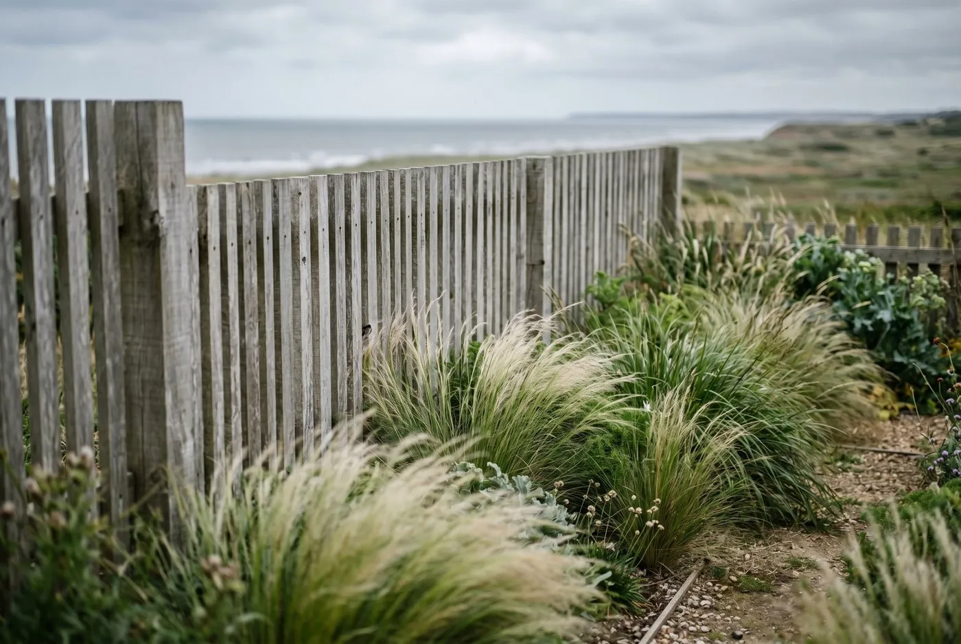 A salt-bleached slatted timber windbreak fence with deliberate gaps between boards in a Norfolk coastal garden, ornamental grasses sheltered behind it