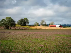 English country estate parkland in summer bloom