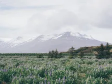 BBC Gardeners' World Spring Fair