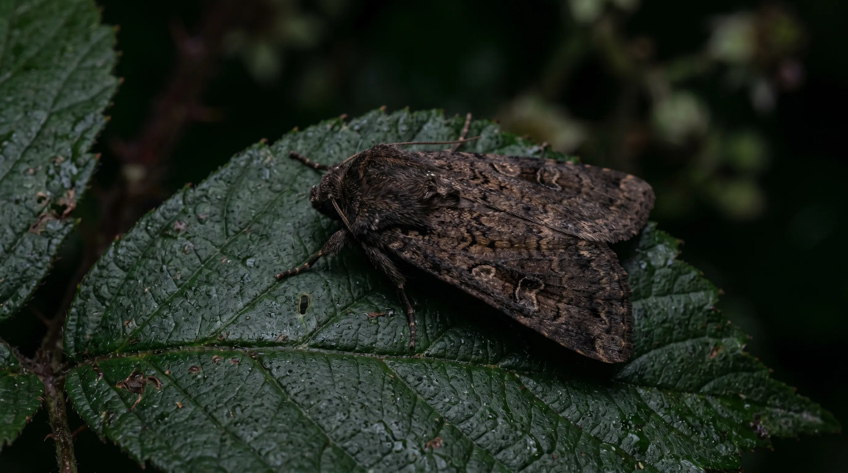 Adult turnip moth Agrotis segetum at rest on UK garden plant leaf at night with wings folded showing identifying marks