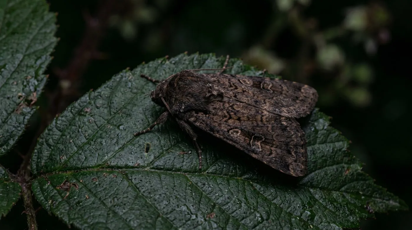 Adult turnip moth Agrotis segetum at rest on UK garden plant leaf at night with wings folded showing identifying marks