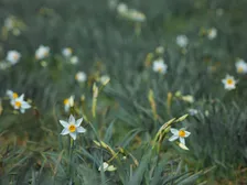 Daffodil Society Annual Show