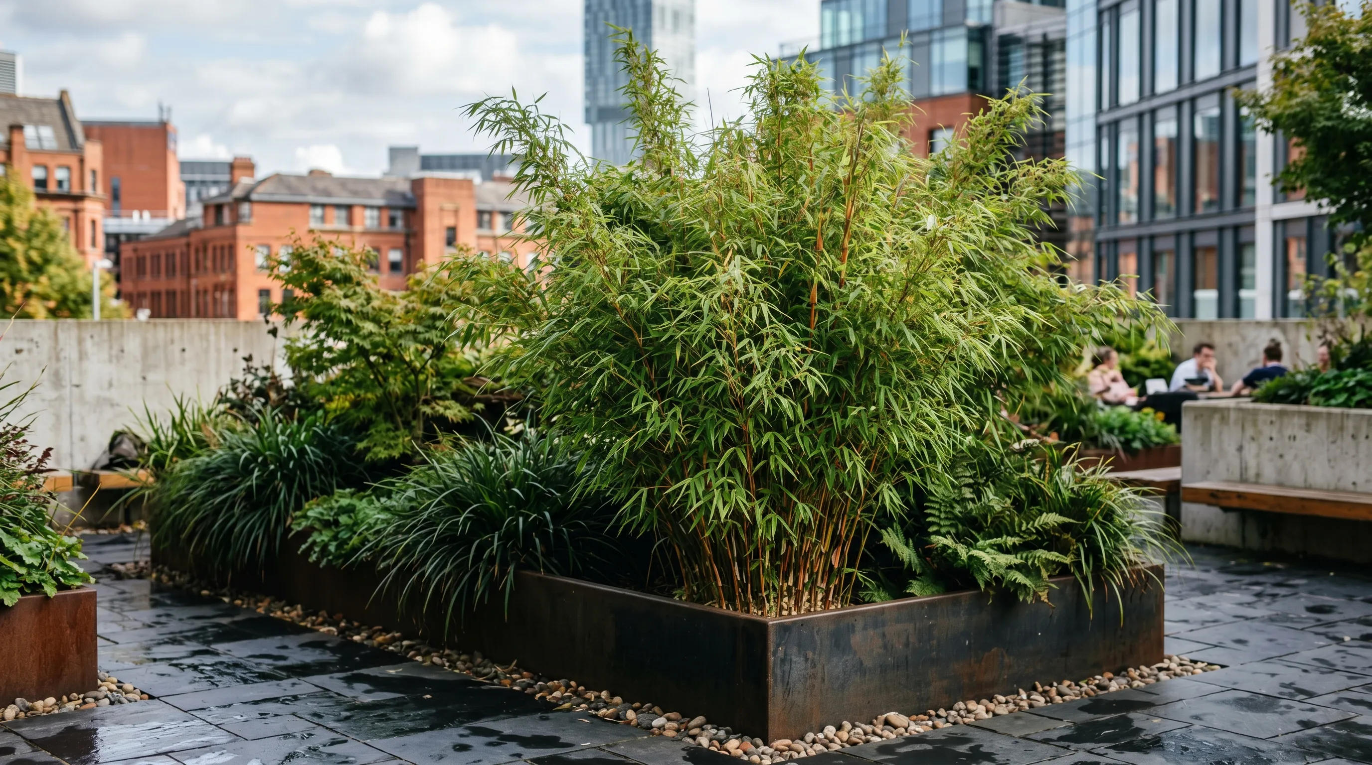 Mature clump of Fargesia rufa clumping bamboo in a modern Manchester courtyard garden