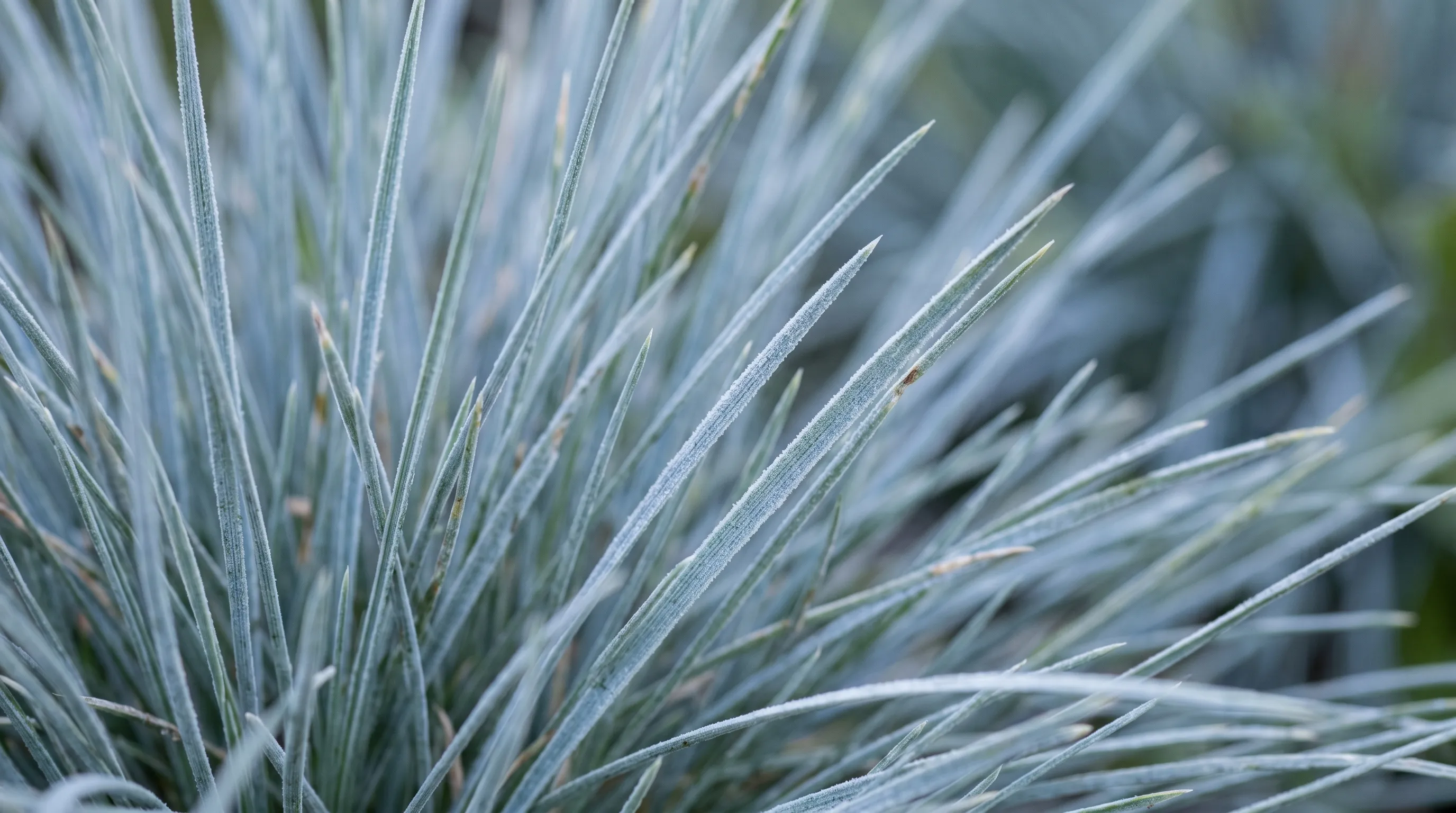 Macro photograph close-up festuca glauca silver-blue needle leaves showing the wax bloom that gives the blue colour in UK garden