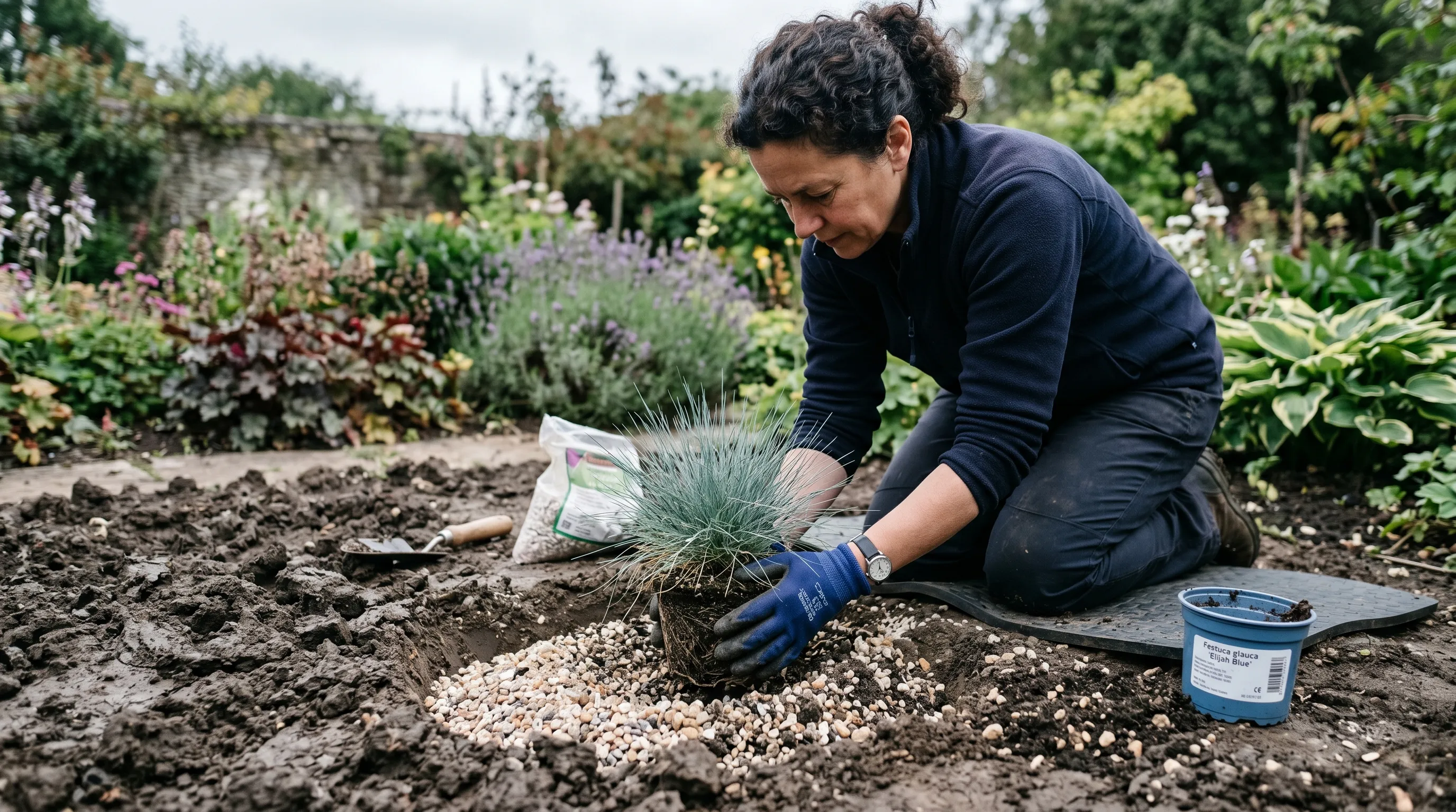 UK gardener planting festuca glauca with grit amended planting hole on heavy clay garden bed