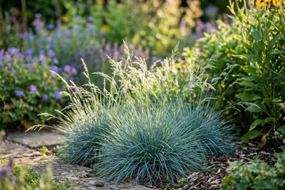 Blue Fescue (Festuca glauca)