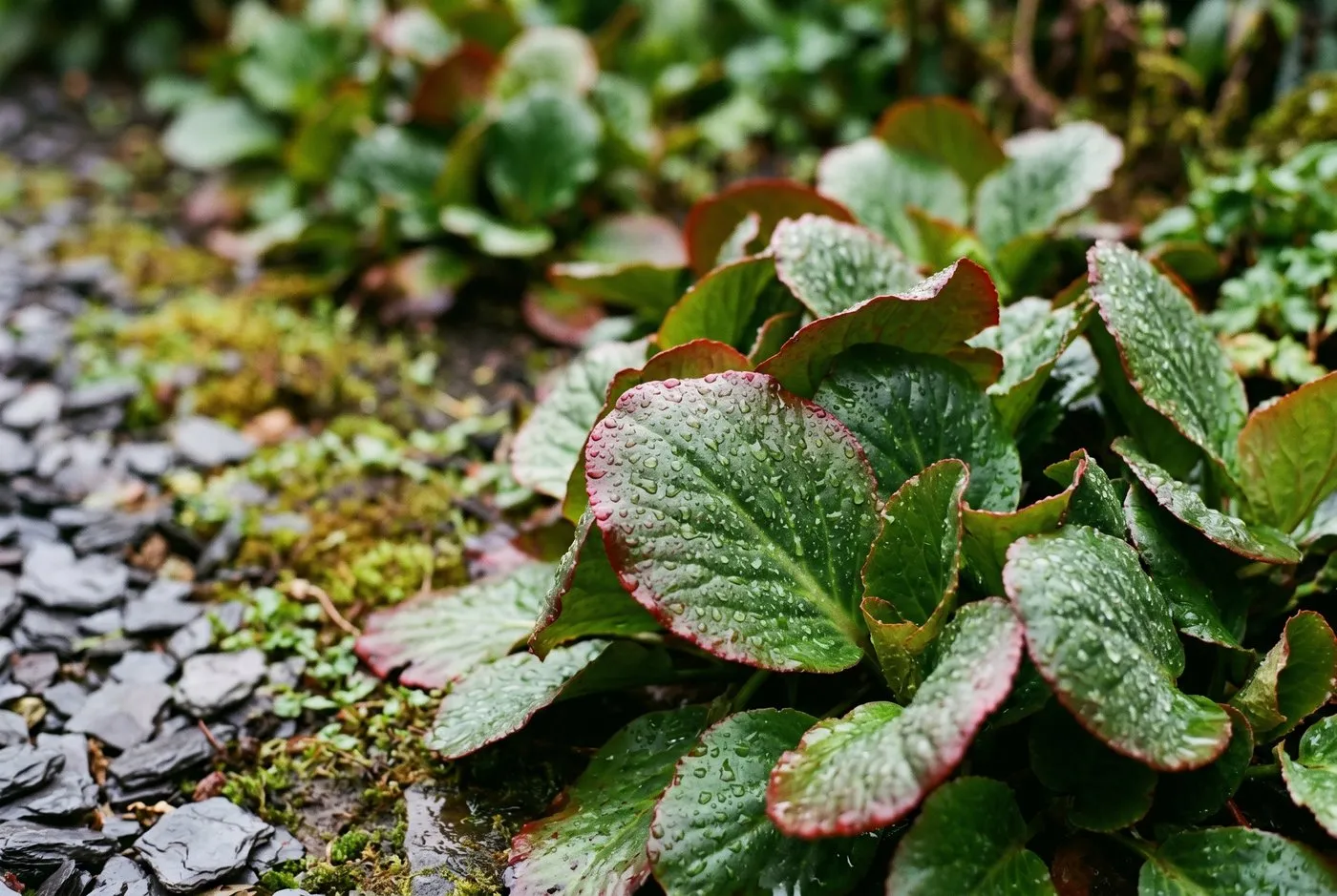 A close planting of bergenia with thick leathery evergreen leaves in a UK garden bed, a high-moisture fire-resistant perennial suited to the zone near a fire pit