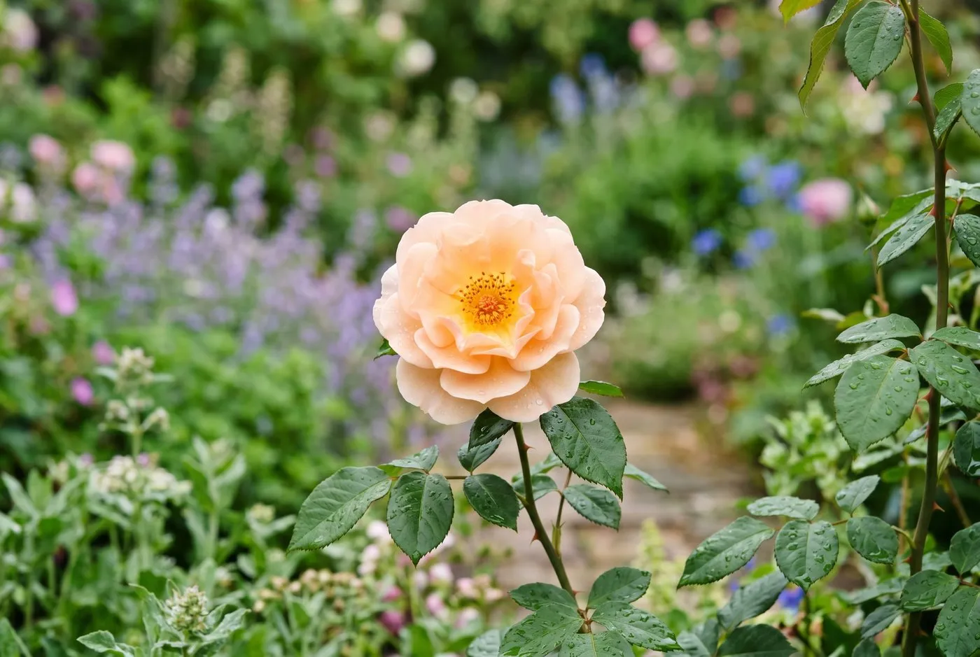 A healthy semi-double pale apricot English rose in full open bloom with clean foliage in a UK garden, resisting balling