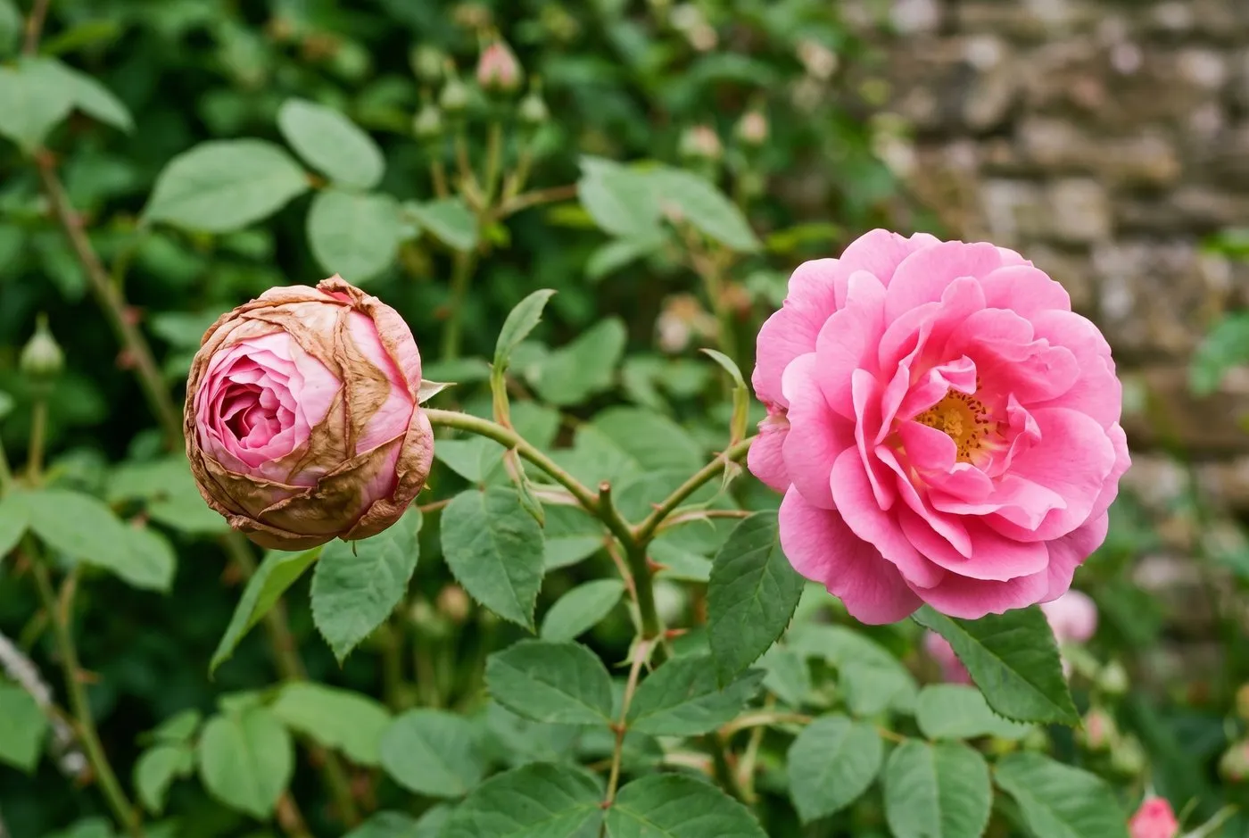 A balled pink rose bud with a brown papery fused shell beside a healthy fully open pink rose on the same UK garden bush