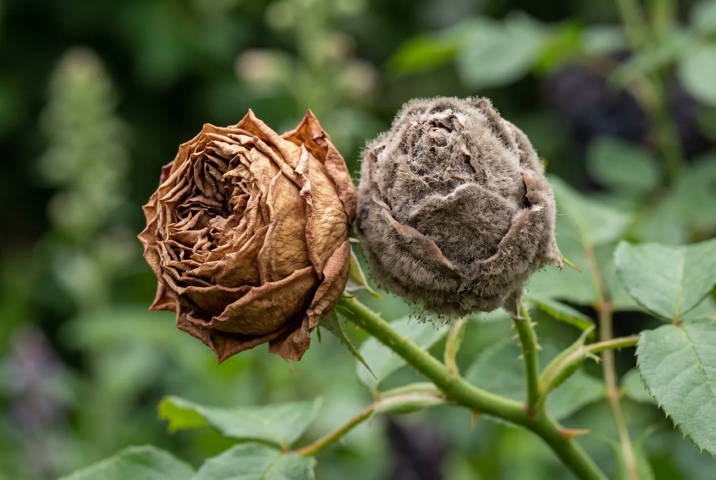 Diagnostic comparison of a dry brown balled rose bud beside a bud covered in fuzzy grey mould botrytis in a UK garden