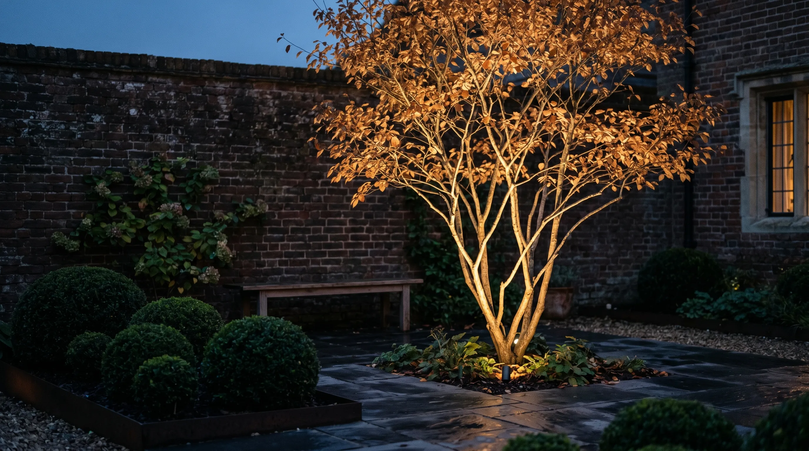 A multi-stem specimen tree uplit by a warm ground spotlight at night against a dark brick wall in a UK courtyard garden