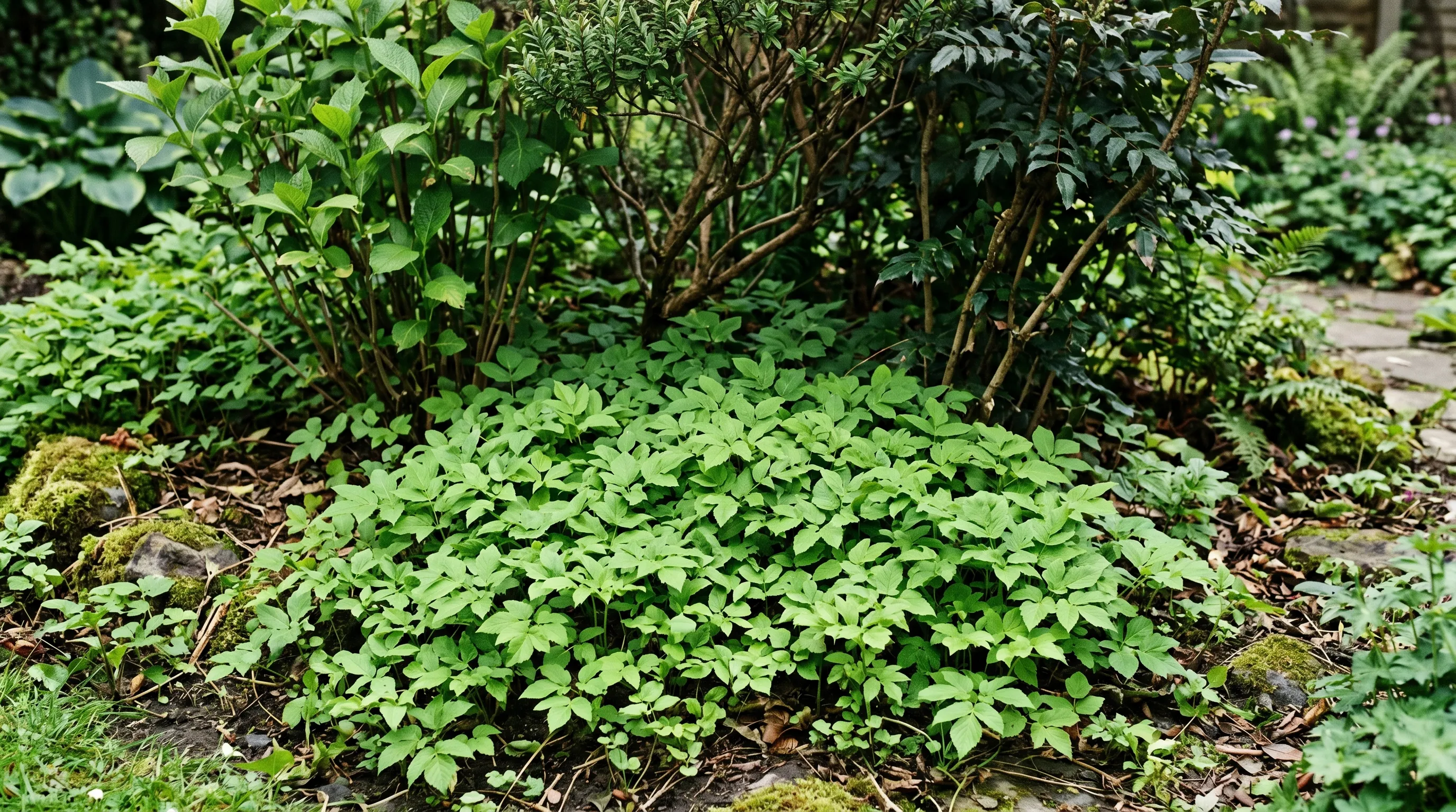 Bishop's weed (Aegopodium podagraria) ground cover spreading across a shady UK border
