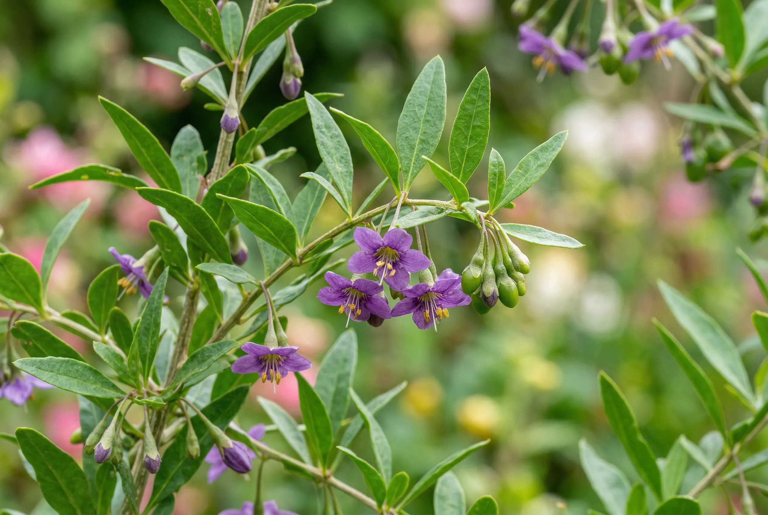 Goji berry purple flowers in close-up showing delicate trumpet-shaped blooms