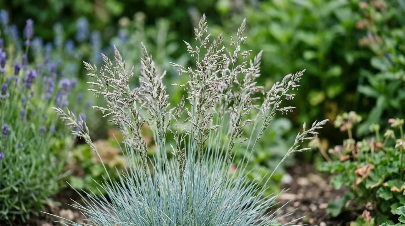 Close-up of festuca blue fescue flowering in a UK garden border for festuca blue fescue guide