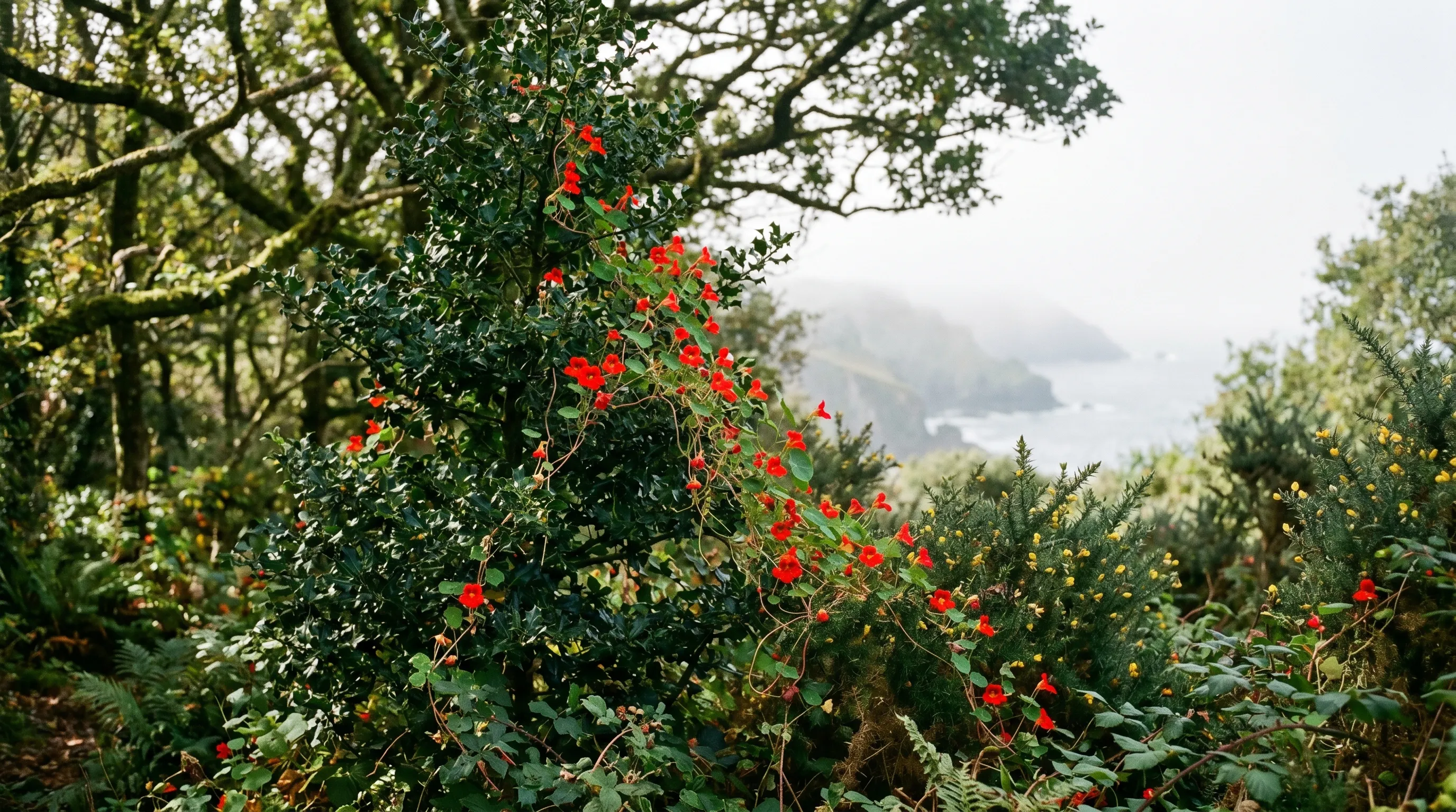 Tropaeolum speciosum growing at the woodland edge of a Cornish coastal garden with sea fog visible