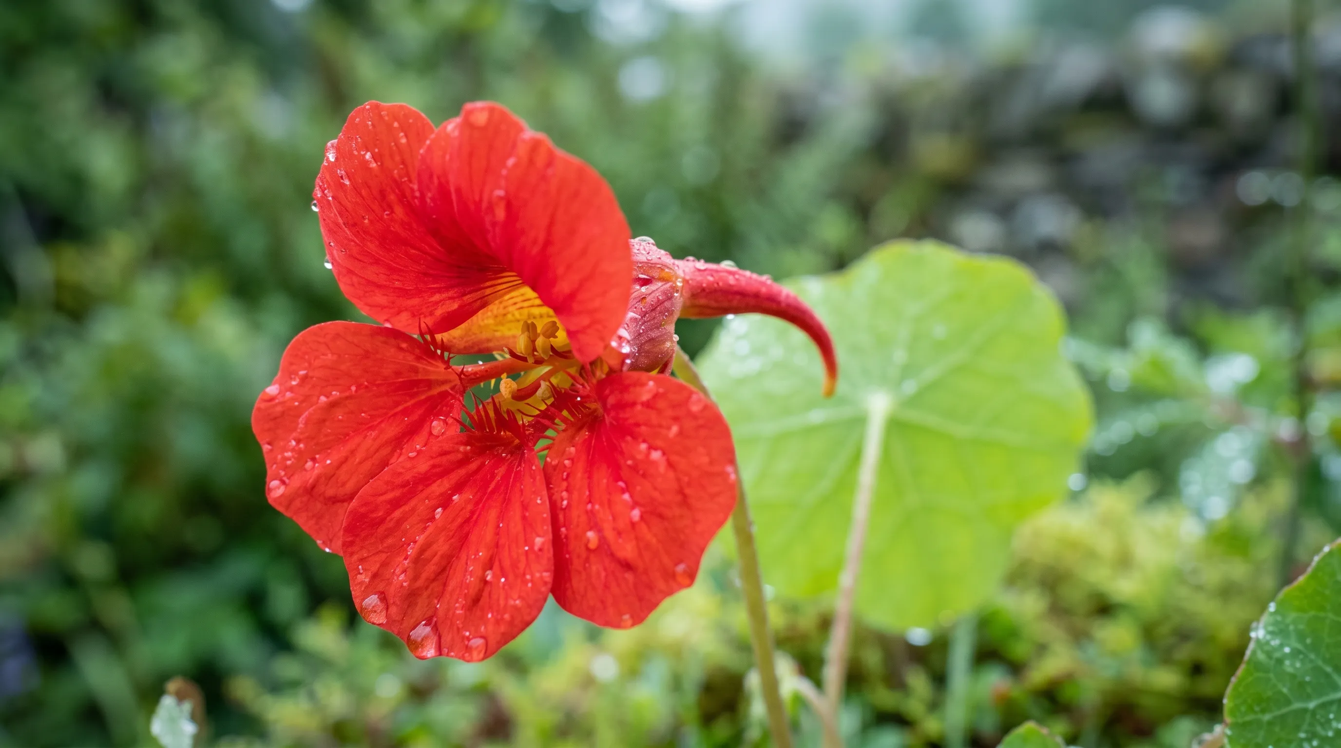 Close-up of a single scarlet Tropaeolum speciosum trumpet flower with five petals and curving spur