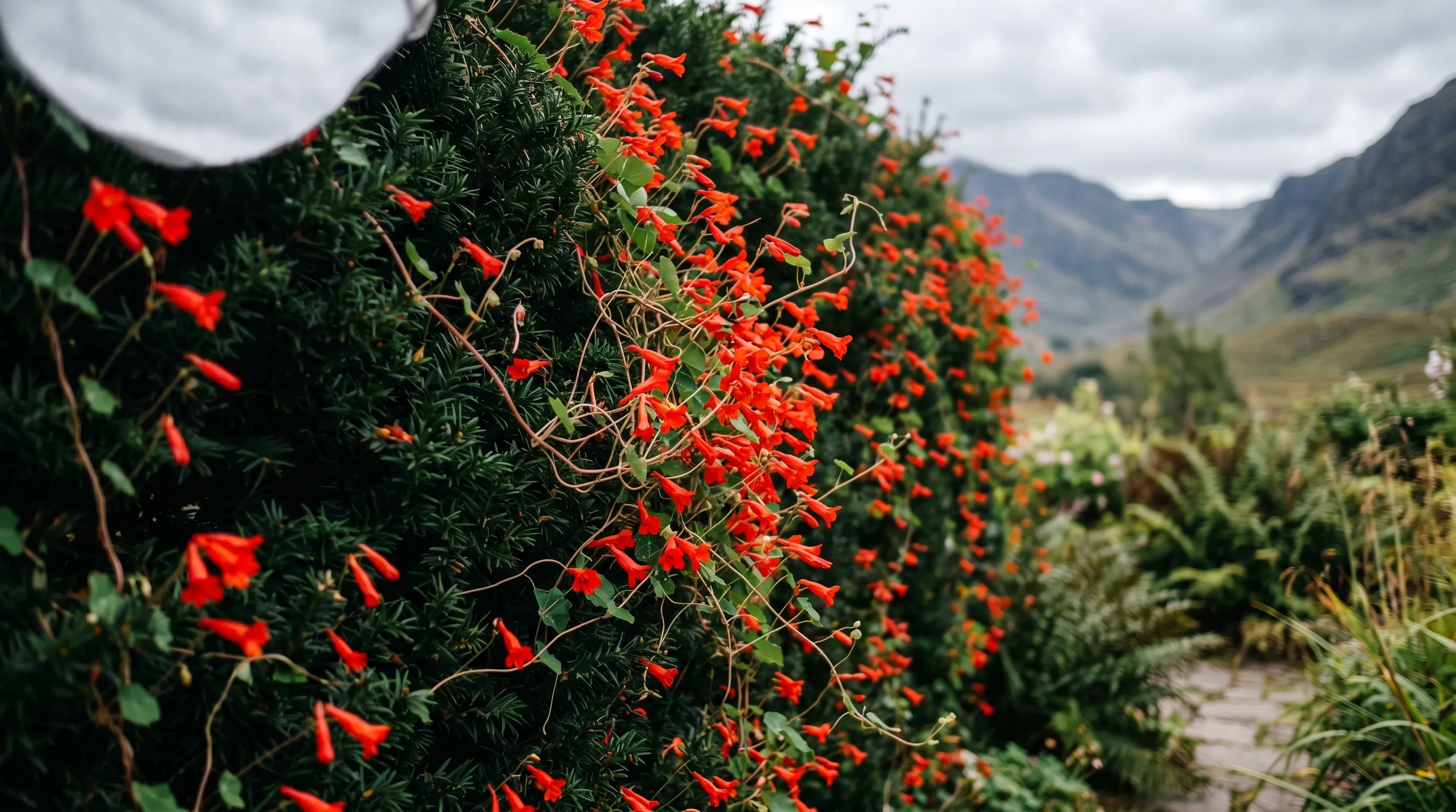 Vivid scarlet Tropaeolum speciosum Scottish flame flower scrambling through a yew hedge in a Scottish highland garden