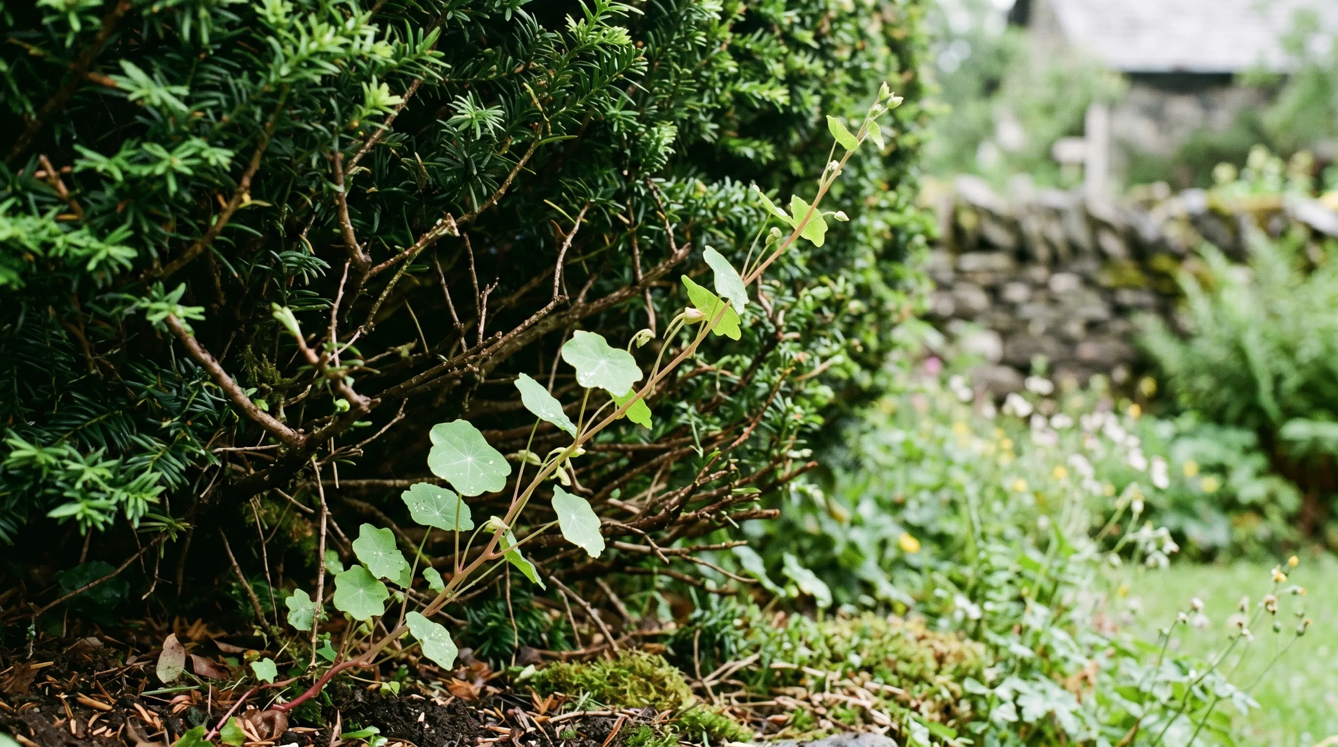 Young Tropaeolum speciosum scrambling shoot 30cm long climbing through stems at the base of a yew hedge