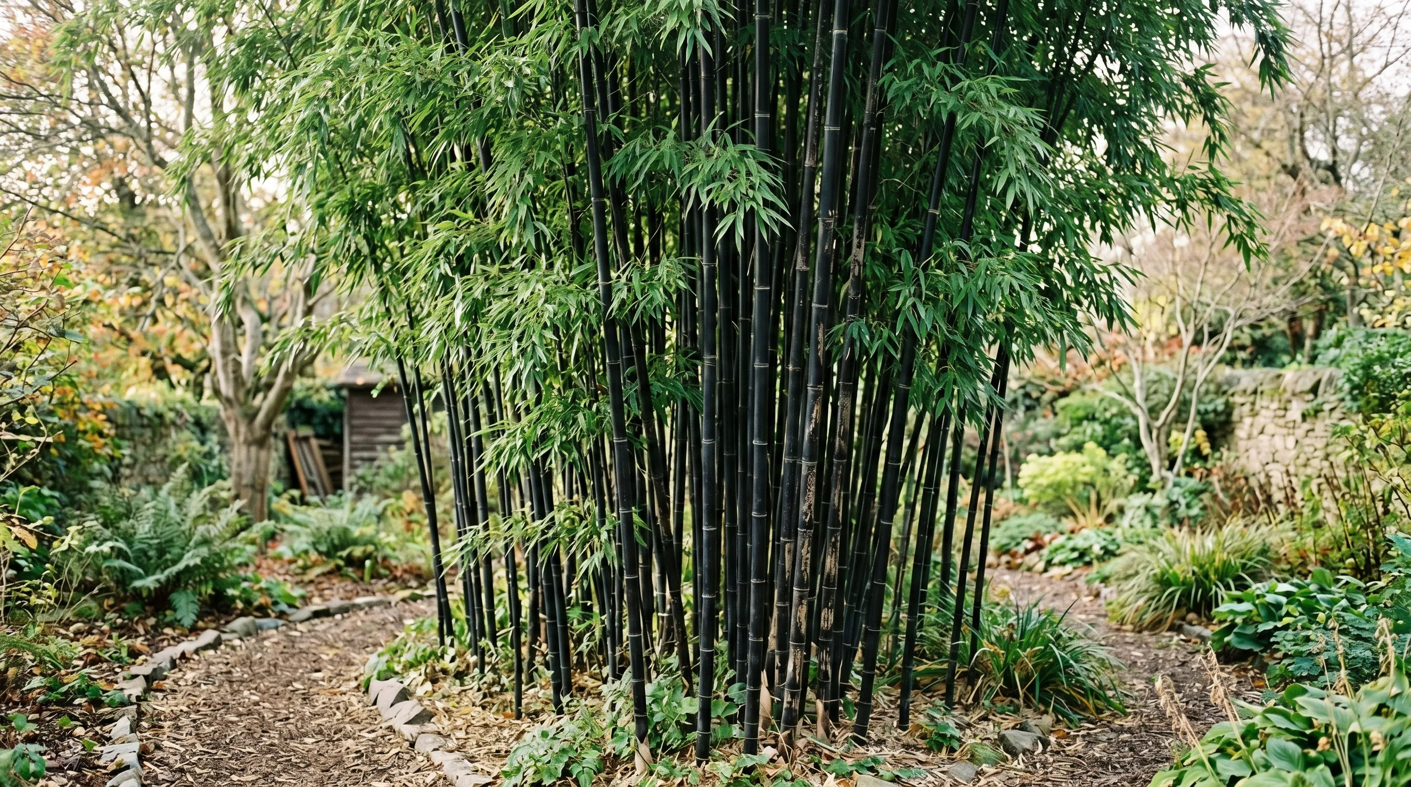 Phyllostachys nigra black bamboo mature stand in UK garden showing aged dark culms and green leaves year-round structure