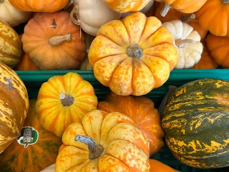 Display of giant pumpkins and harvest produce at an autumn show