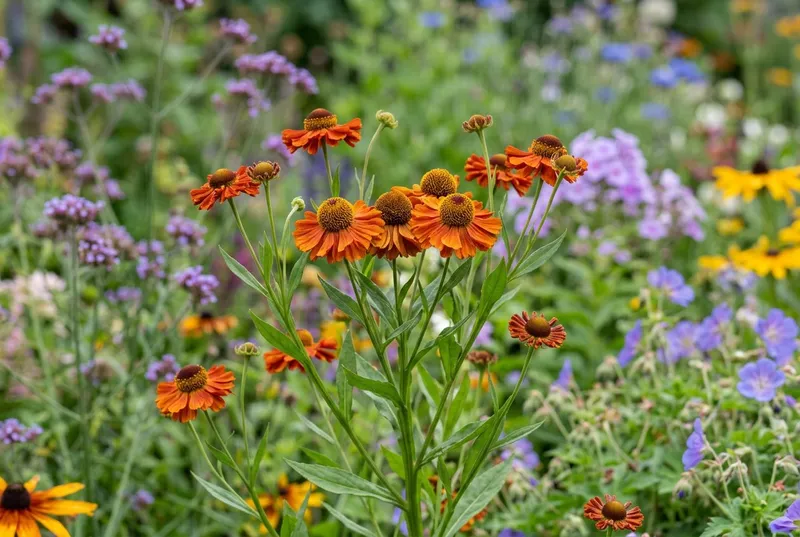 Helenium (Helenium autumnale) growing in a UK garden