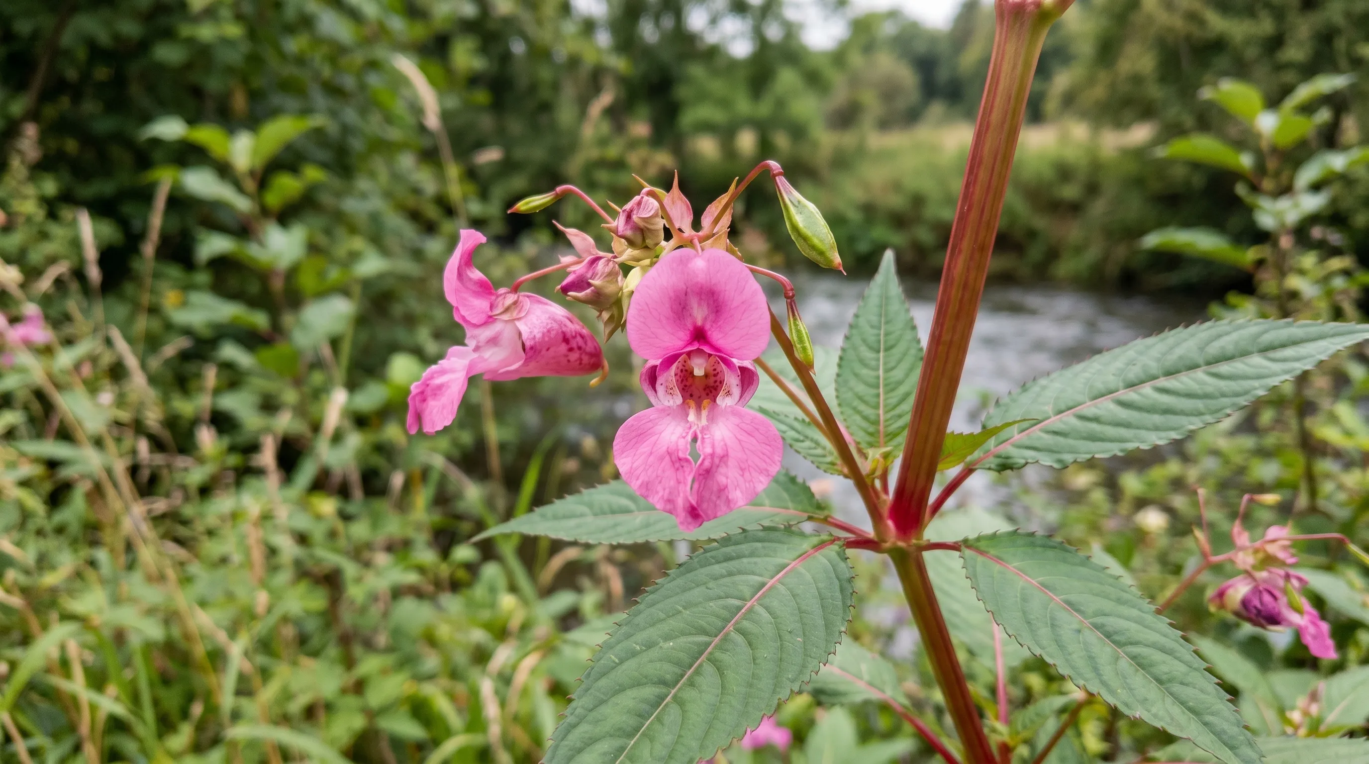 A diagnostic close-up of a UK Himalayan balsam plant showing the bright pink helmet-shaped flowers, hollow red-tinged stem, and lance-shaped serrated leaves in whorls of three