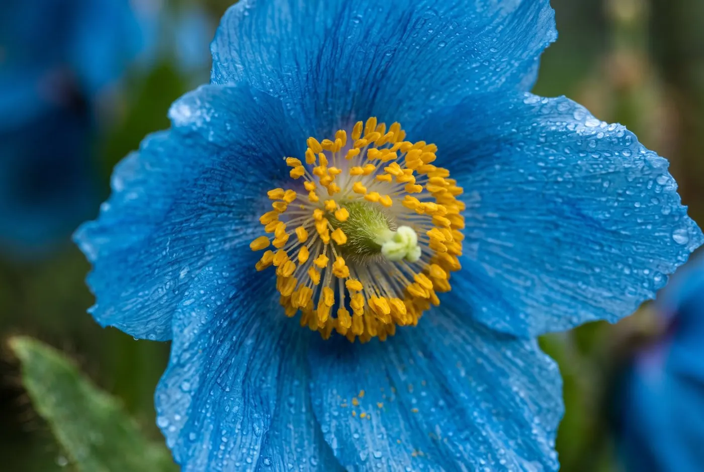 Extreme macro of a single Himalayan blue poppy flower showing crinkled tissue-paper sky-blue petals and a golden stamen cluster