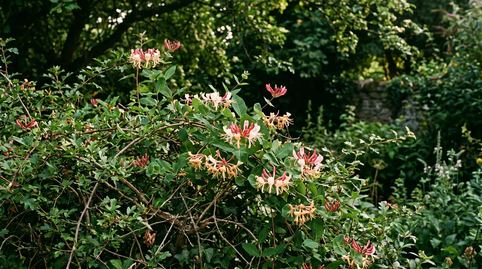 Native honeysuckle scrambling through a rustic garden hedge with cream and pink tubular flowers, the foodplant of the White Admiral