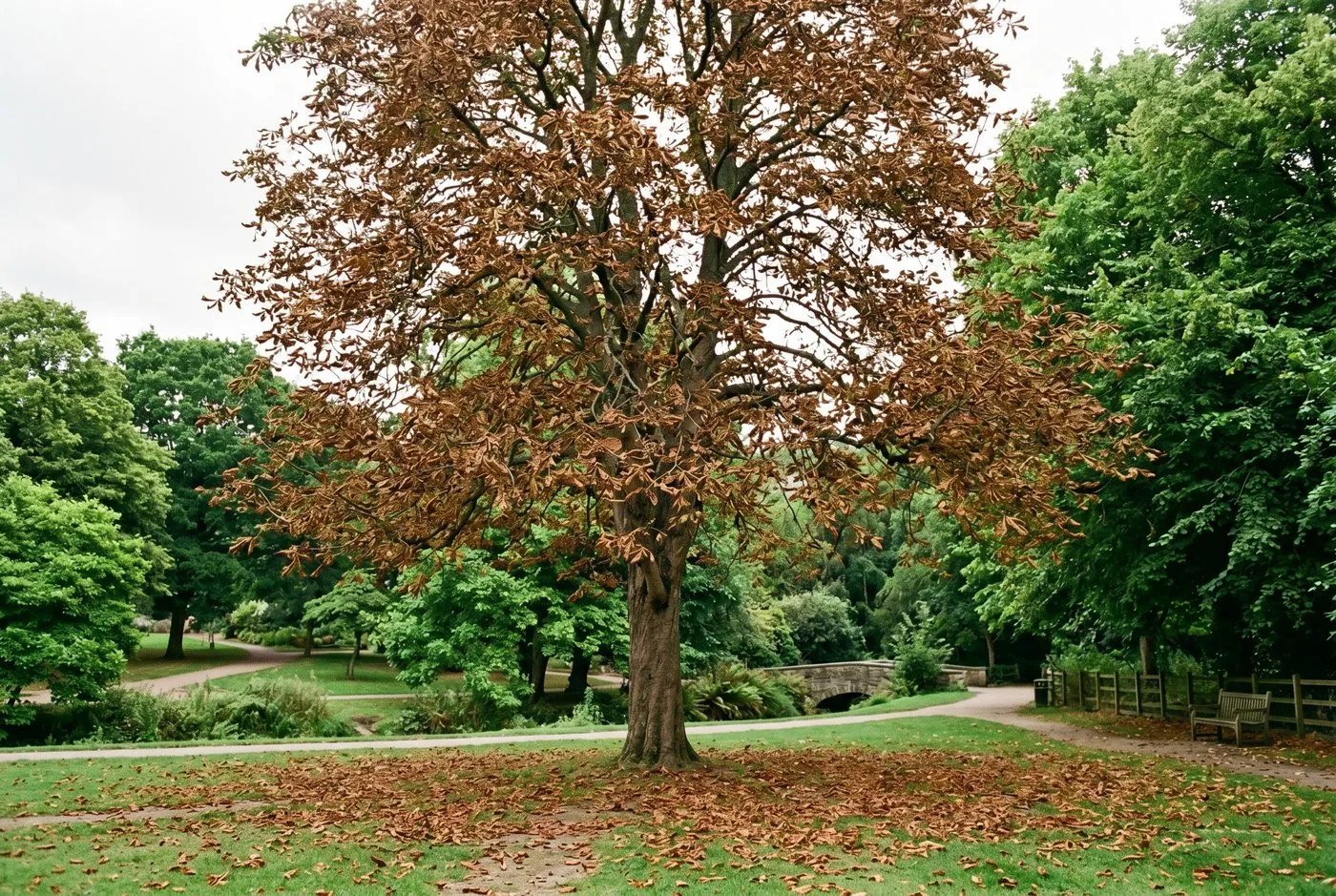 A large horse chestnut tree in a UK park in late August with the whole canopy turned crisp brown from heavy leaf miner damage while nearby trees stay green