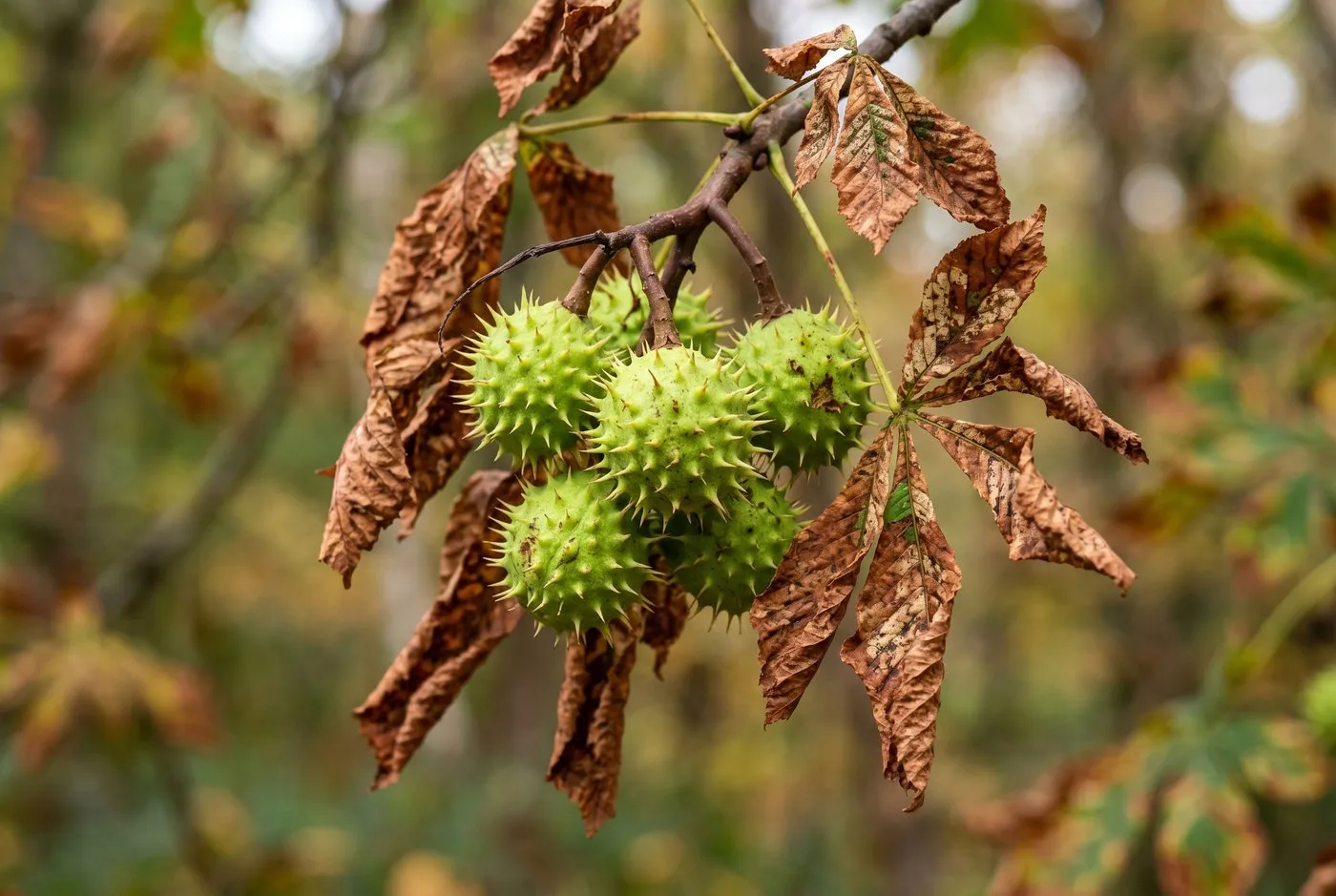 A cluster of green spiky conker cases on a horse chestnut branch whose surrounding leaves have turned crisp brown from leaf miner