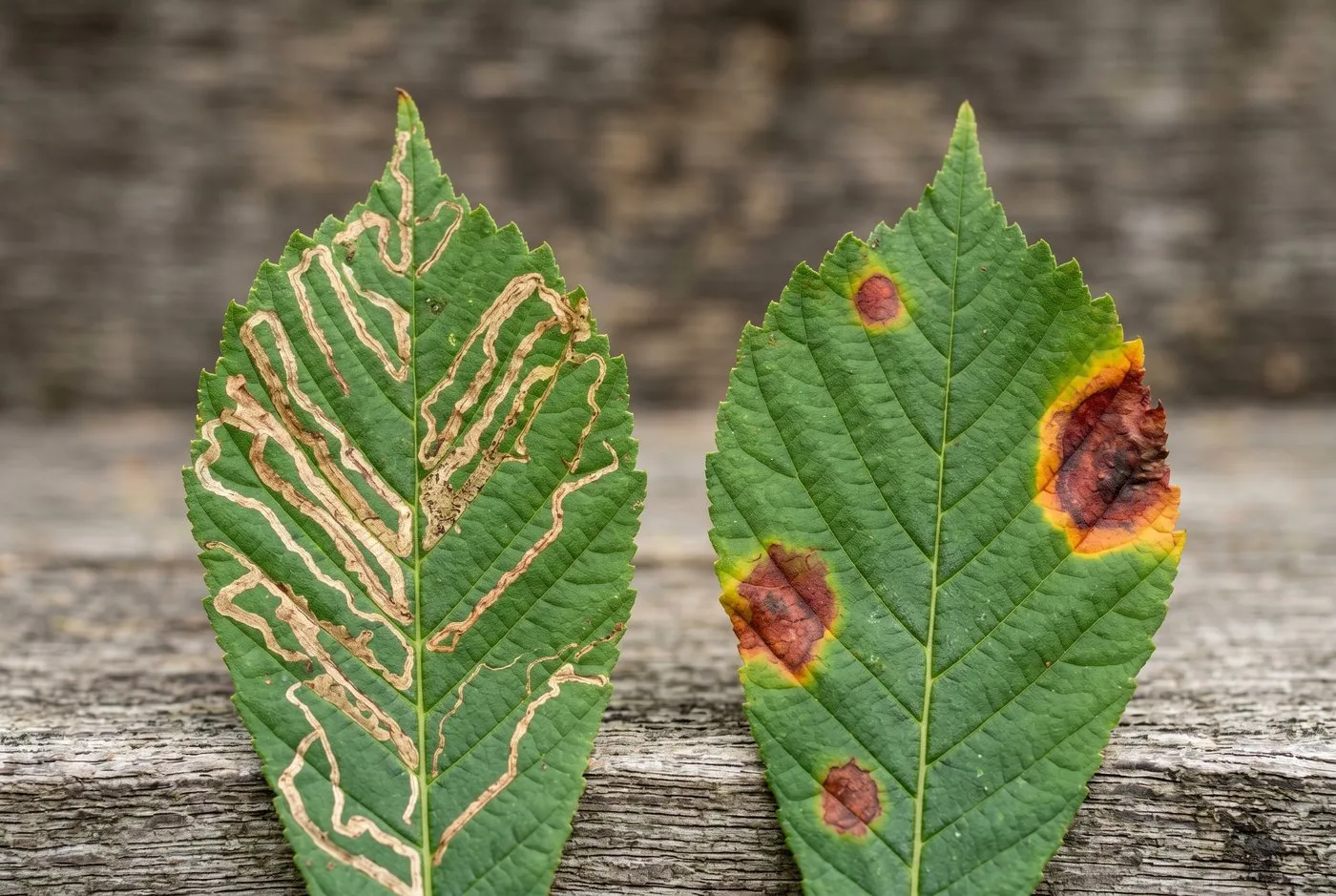 Two horse chestnut leaflets compared side by side, one with narrow leaf miner mines and one with a rounder reddish-brown leaf blotch fungus patch